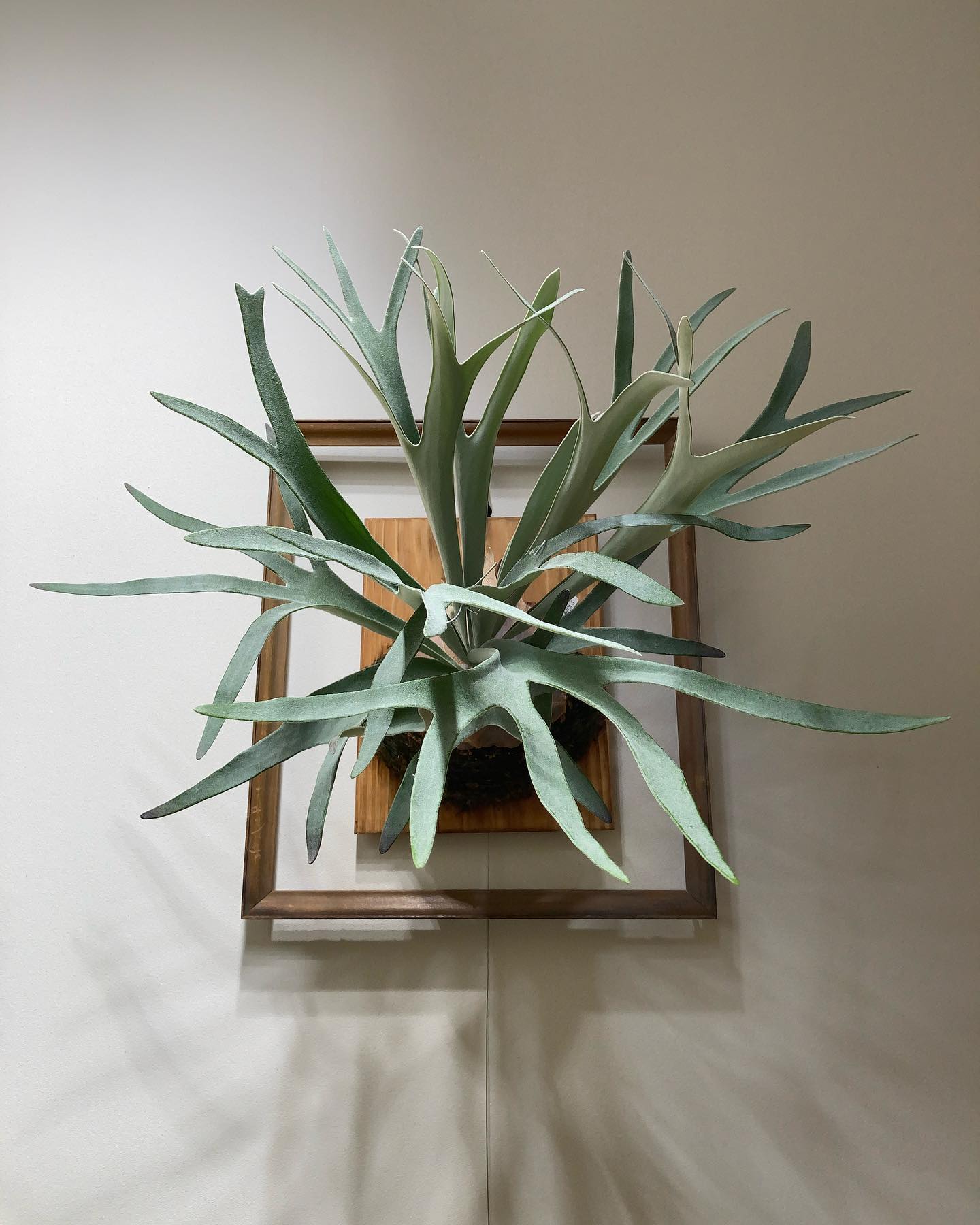 King fisher まだまだです。 from @botanyvalley 18日のショールームに