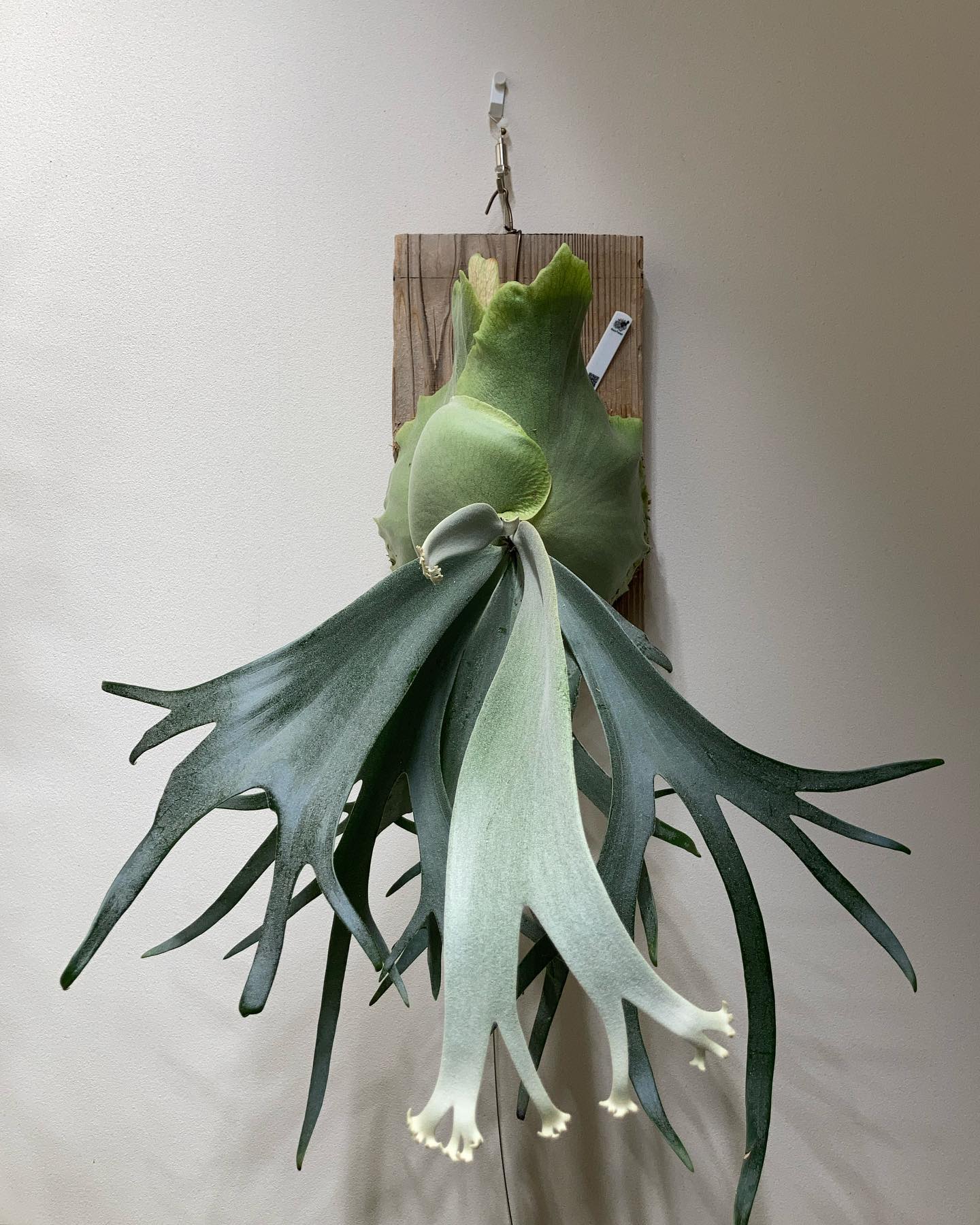 ボゴールスーダン やっぱり一発目は長くなる。。