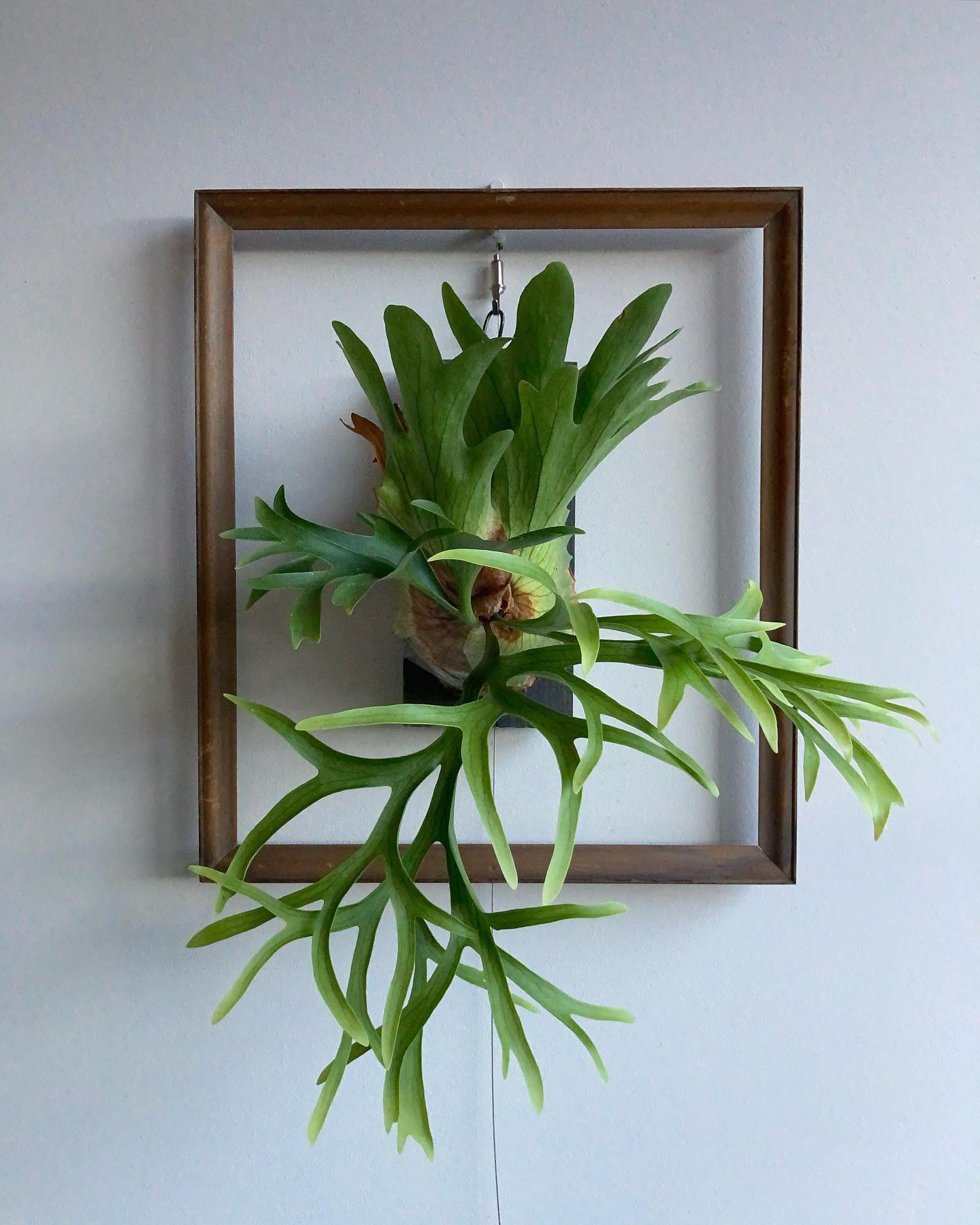 コロナリウム コンパクトです。今のところ