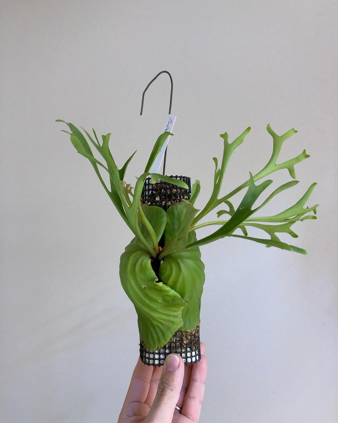 P.ridleyi’Nano’ お初にお目にかかります。 from @katsu_hibino これ