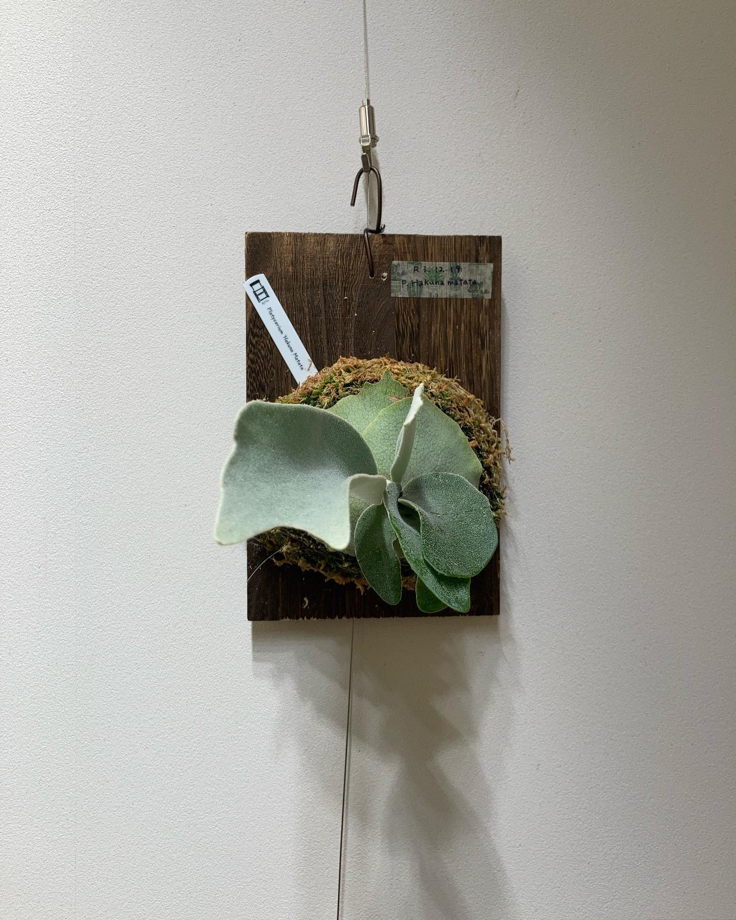 ハクナマタタ 成長早めです。 もしかしてsnow queen シリーズはみんな速い？？ 皆様の好きな