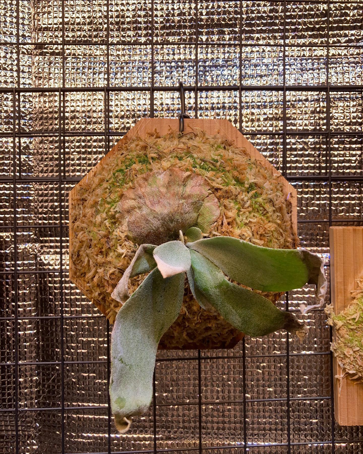 エルサ、ハクナマタタに続きFシリーズ3種目 憧れのgqgq をお迎えしました。 実はFシリーズの中で