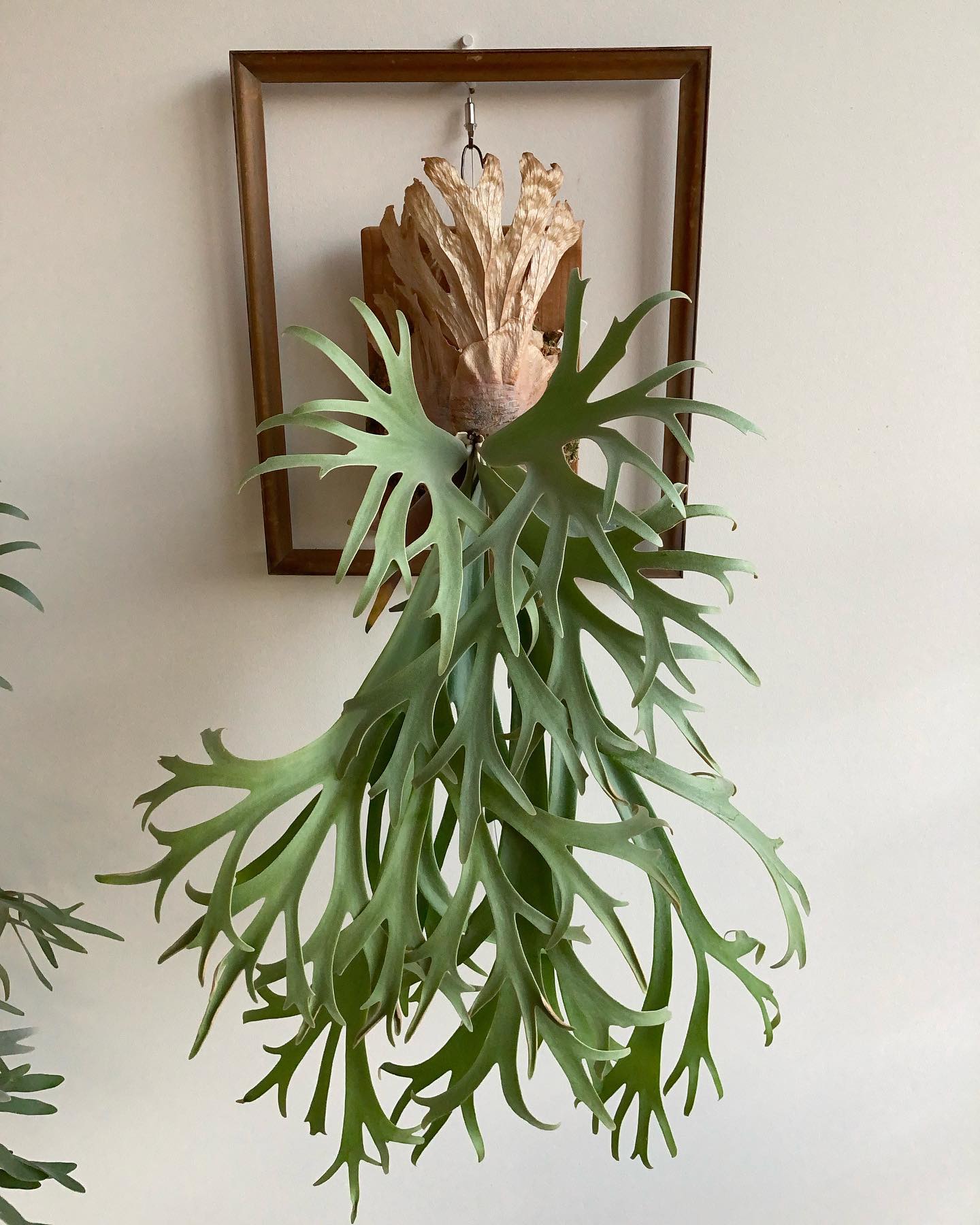 月光爪哇 タイのmoonlightではありません。 貯水葉がチョロチョロと。 今日のショールーム楽し