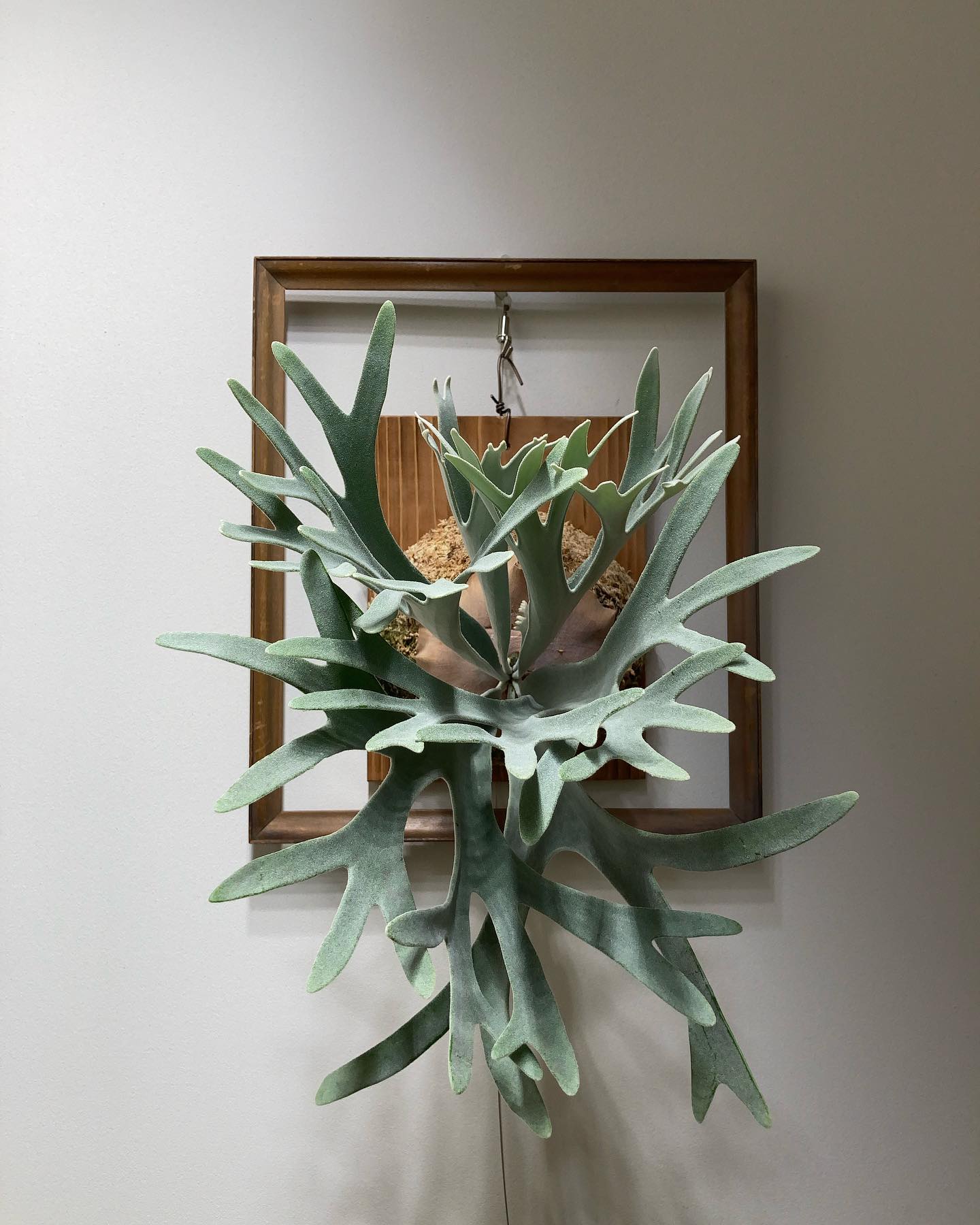 エルサ 矯正終了記念。 あなた、とてもよろしくってよ。 from @vandakaplants_of