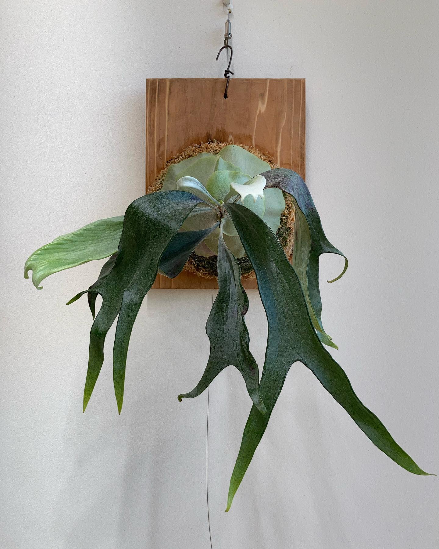 久しぶりの白ルイスです。 苔増し記念。 貯水葉ターン後の胞子葉は白め。 成長遅め。