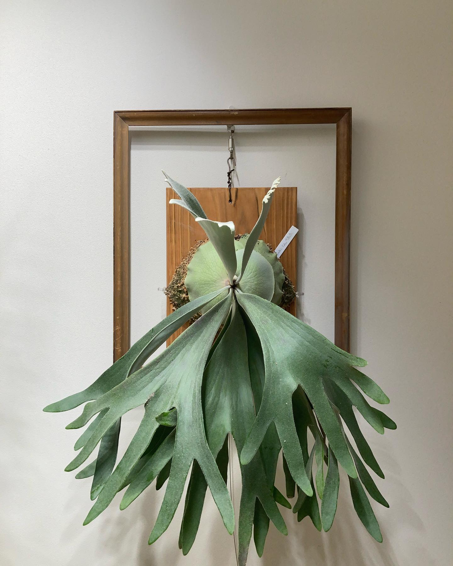 ようやく「これはセルソである」と言えそうな感じになってきた？