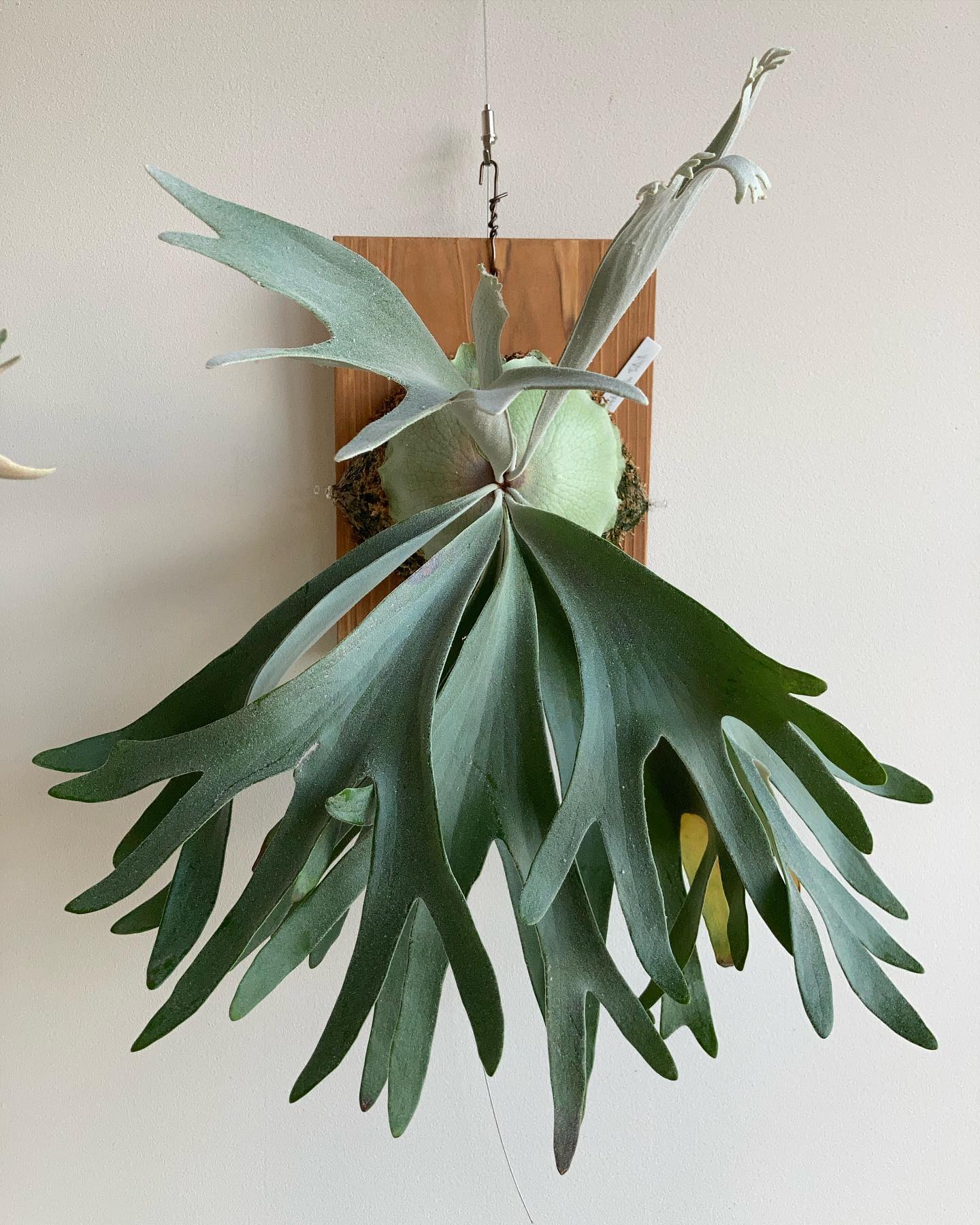 セルソタツタ 今ターンで30分岐はいきそう。