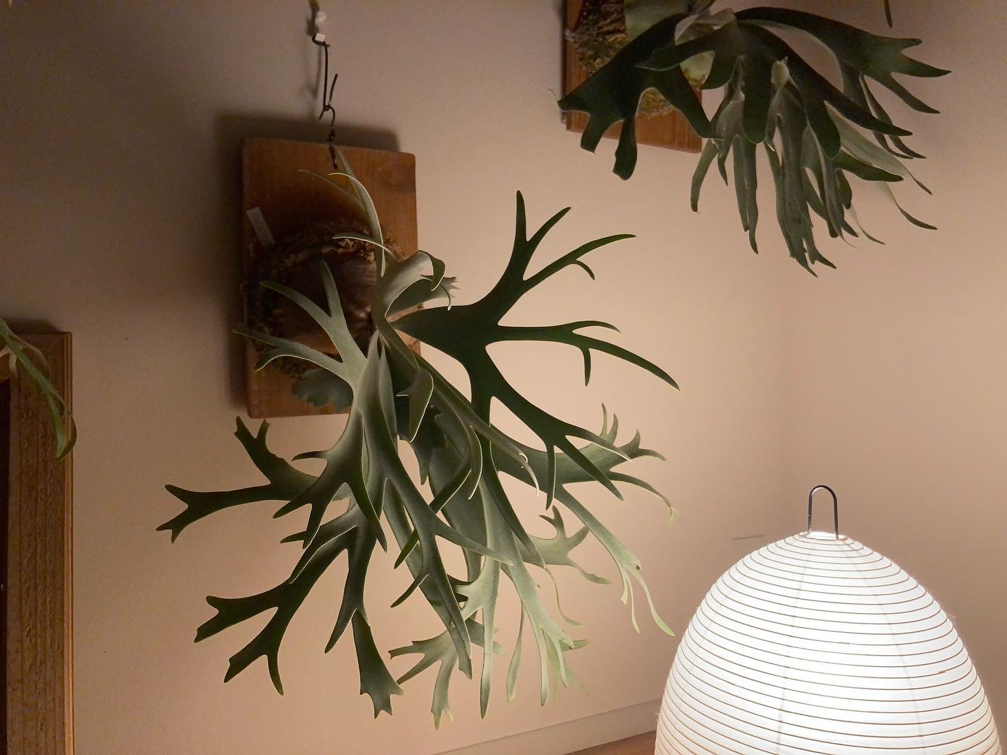 P. willinckii ’smurf’ やっぱいいな、これ。 from @katsu_hibin