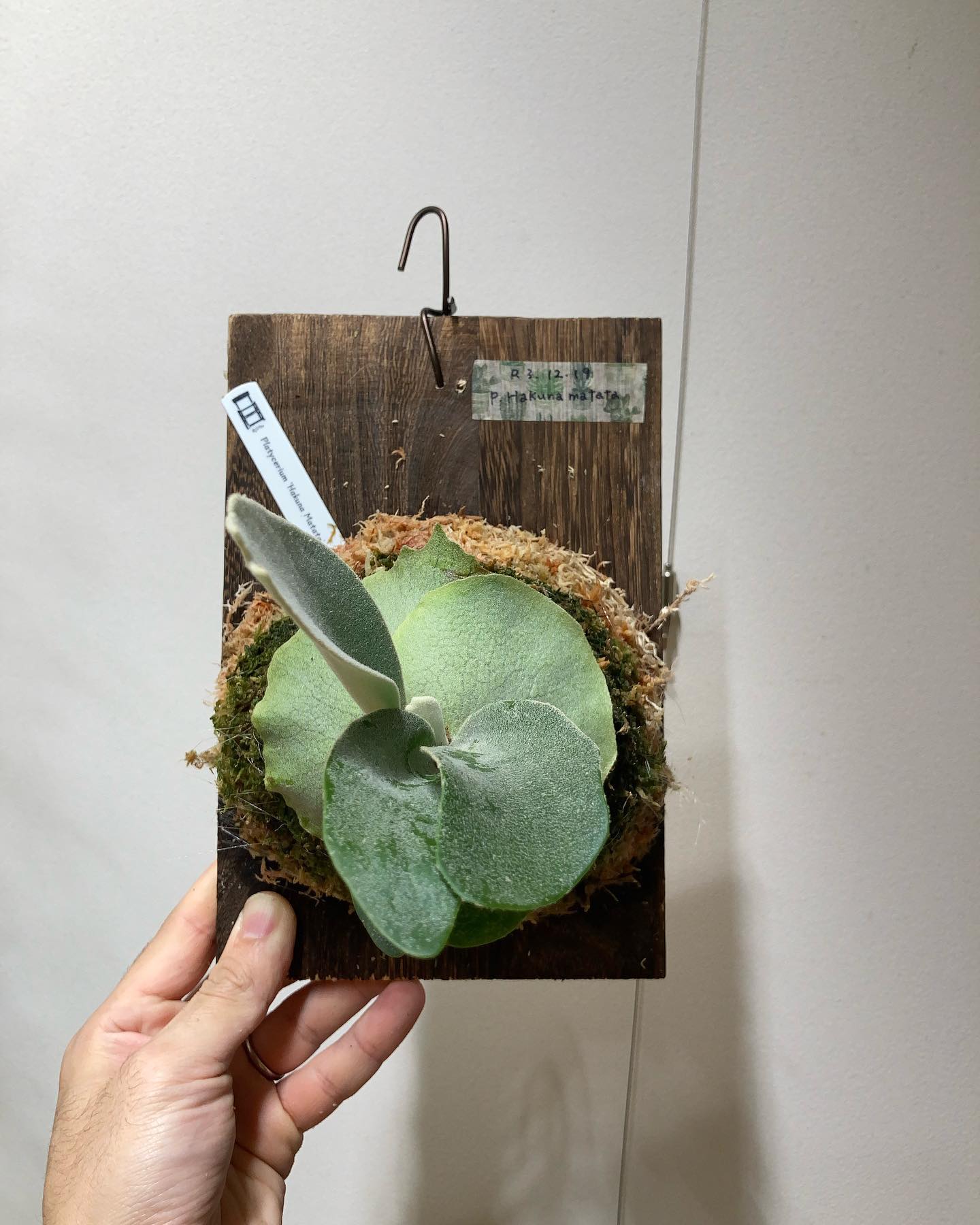 ハクナマタタ 根が板に到達したので苔増し記念。 よく育つ子。 from @hananow.a さん