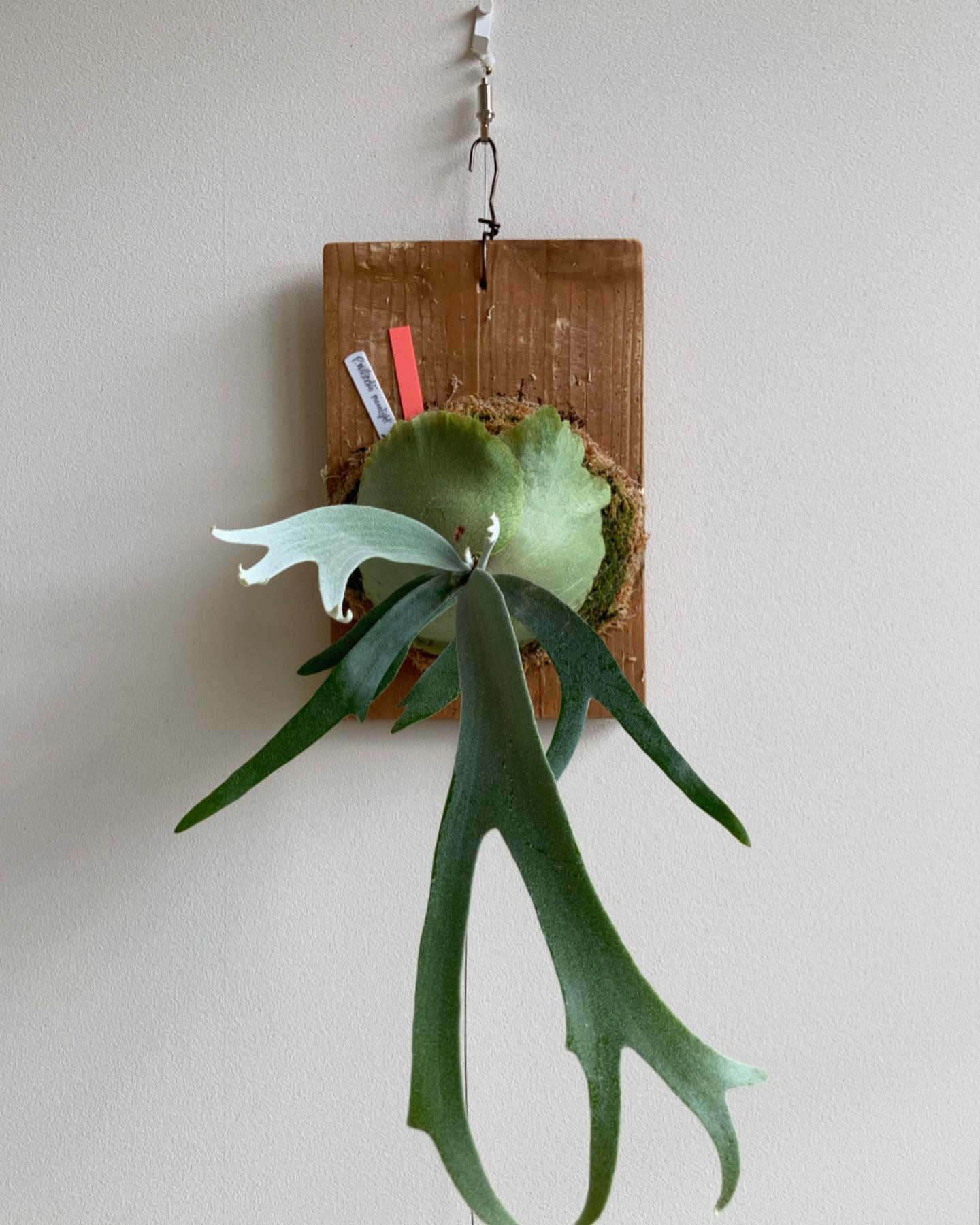 P.willinckii 'moonlight' 外ハネカールする方です。 根が板に到達したため、板