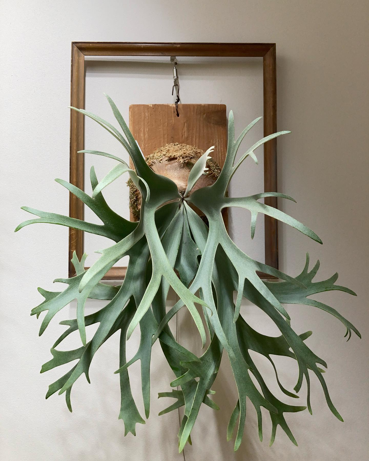 P. willinckii ’smurf’ どんどん美しくなりやす。 from @katsu_hib