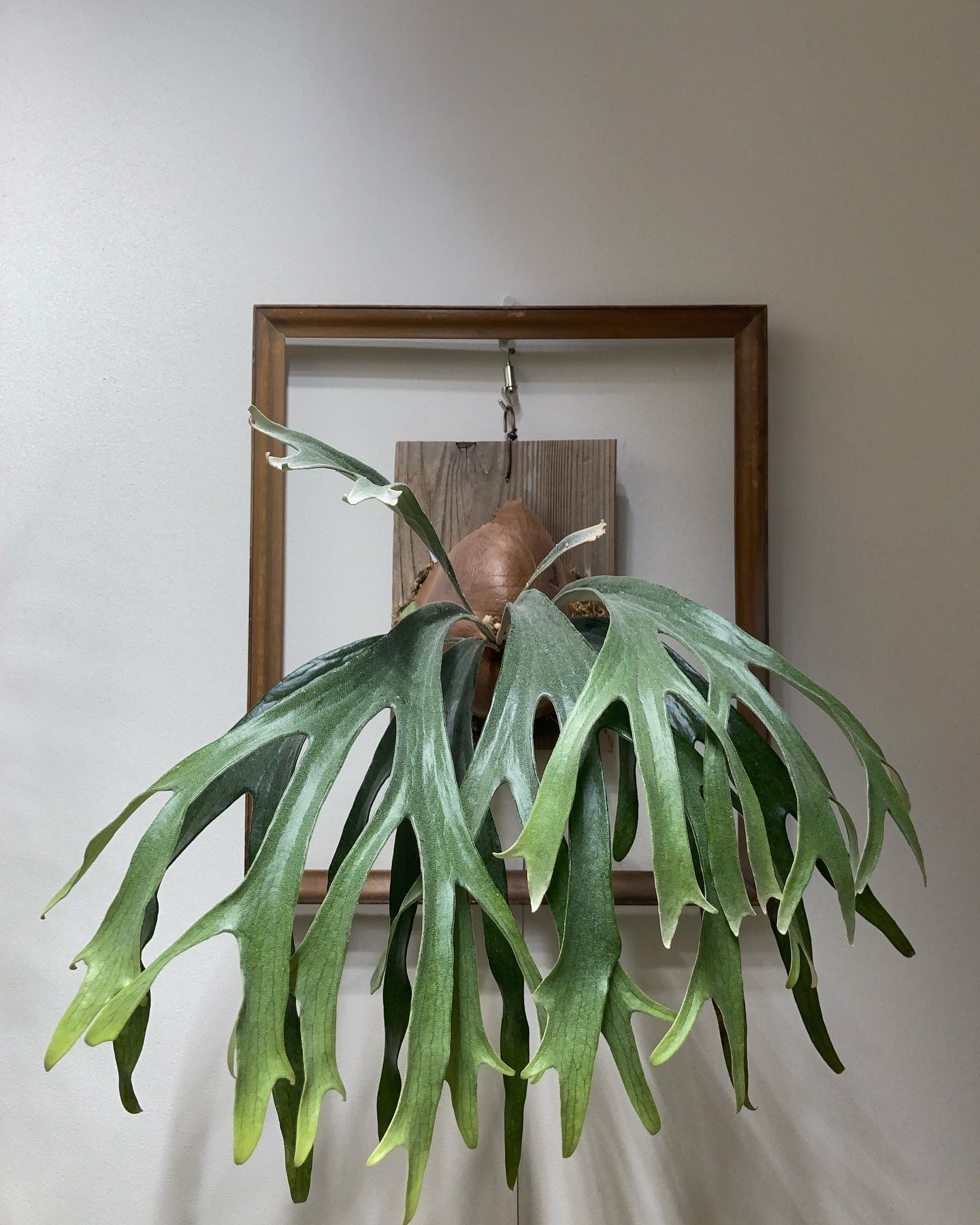 妖怪のような怪しげな雰囲気を纏うビカクです。 from @botanyvalley