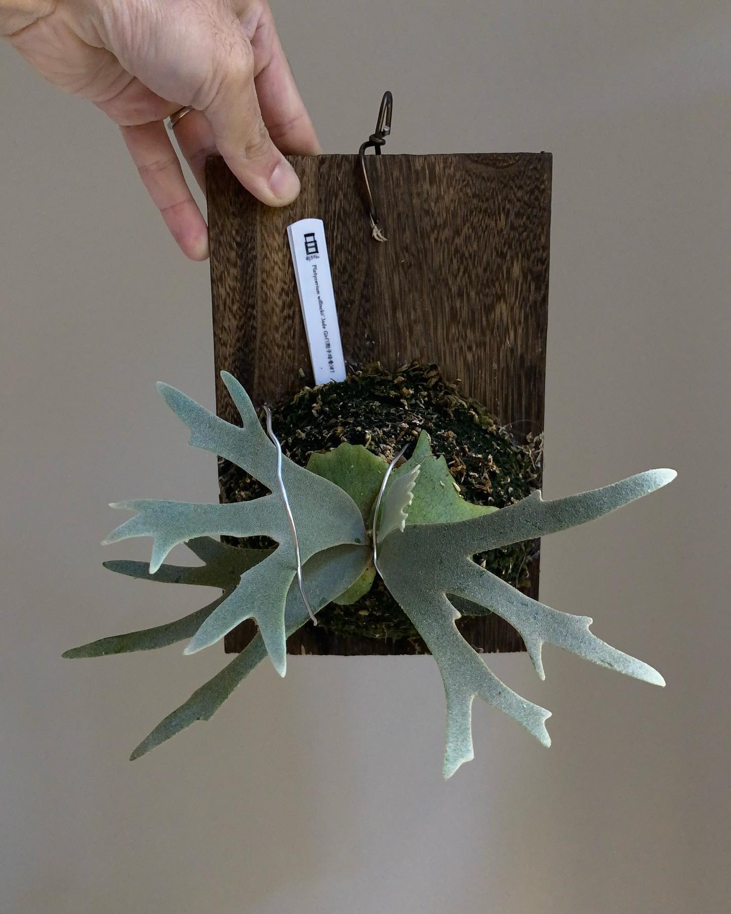 ジェイド姫 これも綺麗に開くようにワイヤーで矯正してます。 水苔にぶっ刺すと簡単ですよ〜