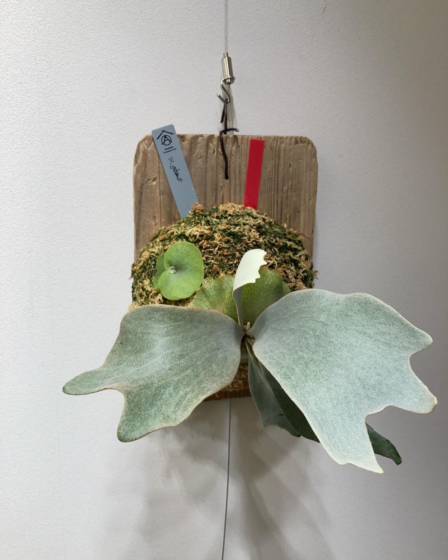 ほんとに白いぜホワイトギズモ ホワイトドレスのヌメっとした白さとはまた違う白さです。