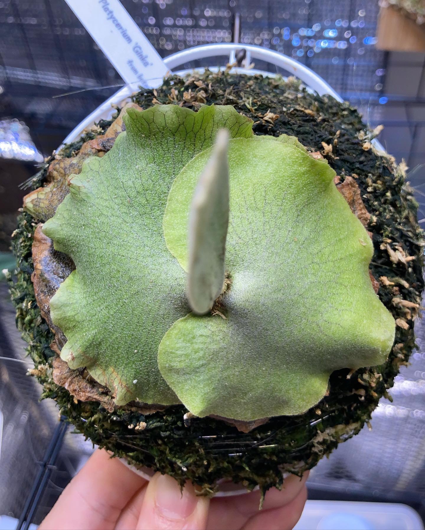 P.Ginka に着けて約2ヶ月 1枚目20221210 2枚目20221015 この間に貯水葉2枚