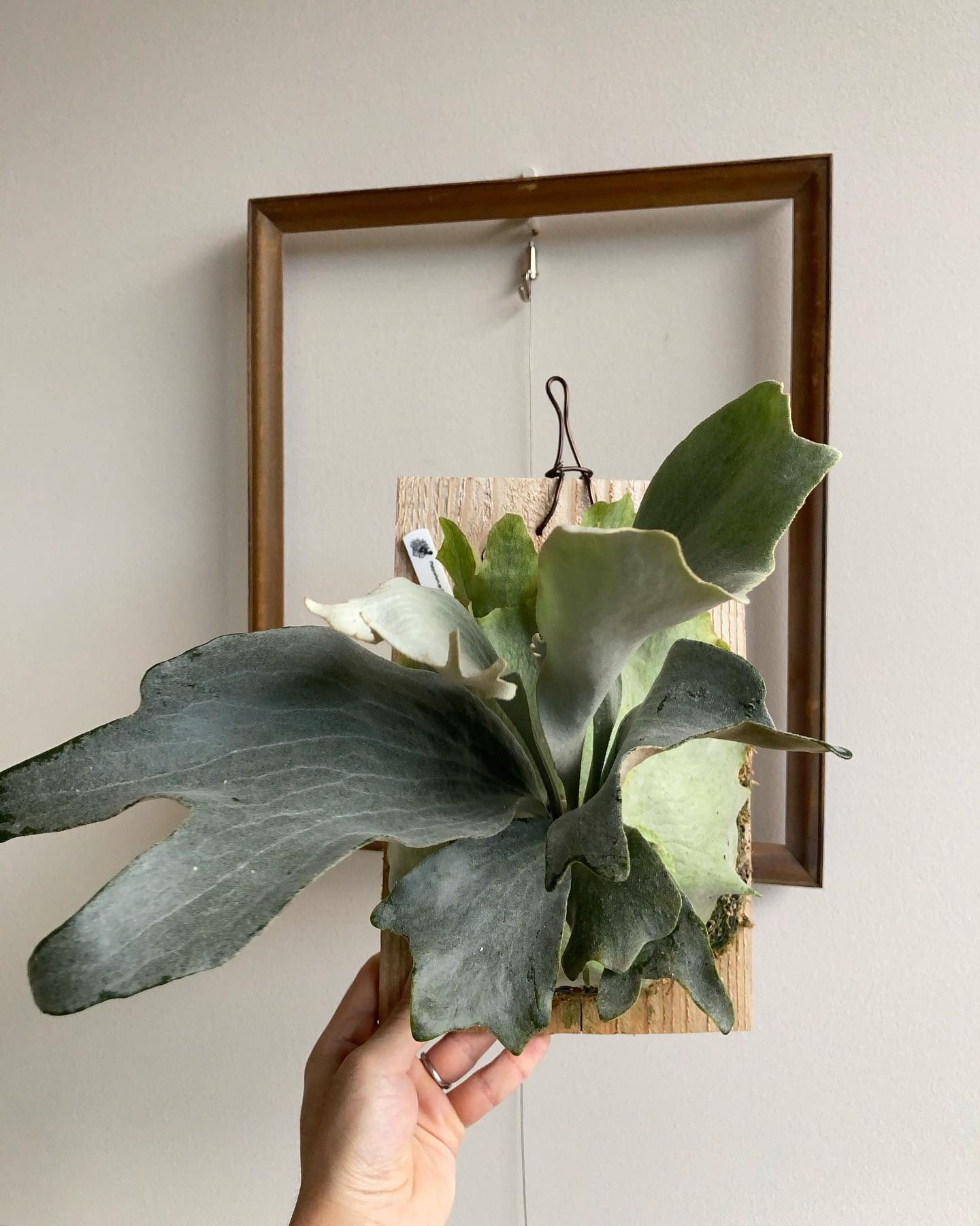 FSQです。間違えましたMajus mixです。 やっぱりこの株がNo. 1