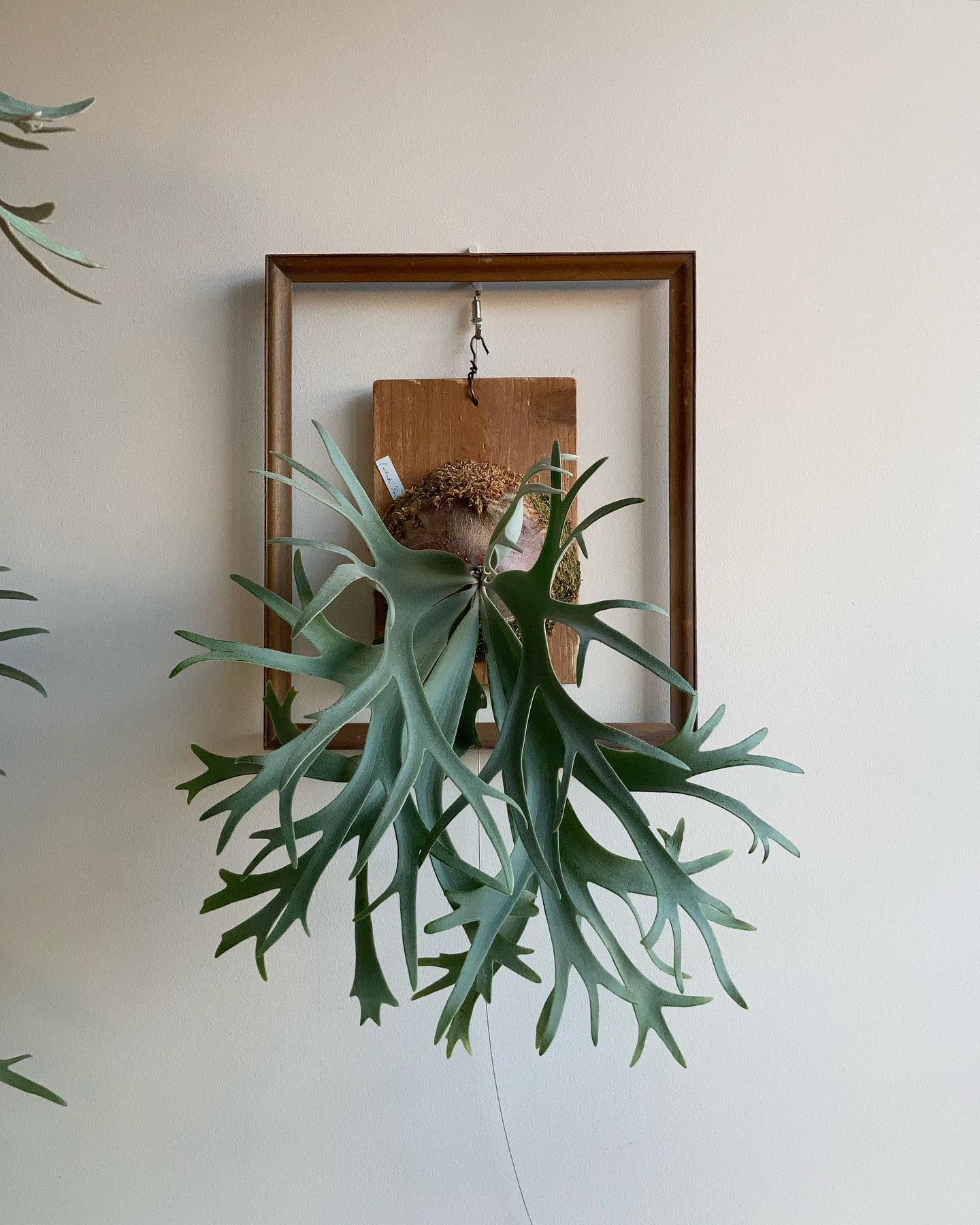 P. willinckii ’smurf’ ついに貯水葉ターン突入です。 切れ込みの深い貯水葉を希望