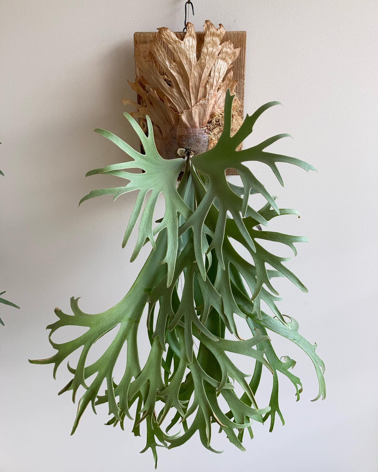 月光爪哇 貯水葉ターン到来に伴い とっておきの古材へ板替え(横幅230ﾐﾘ→250ﾐﾘ)&苔増し記念