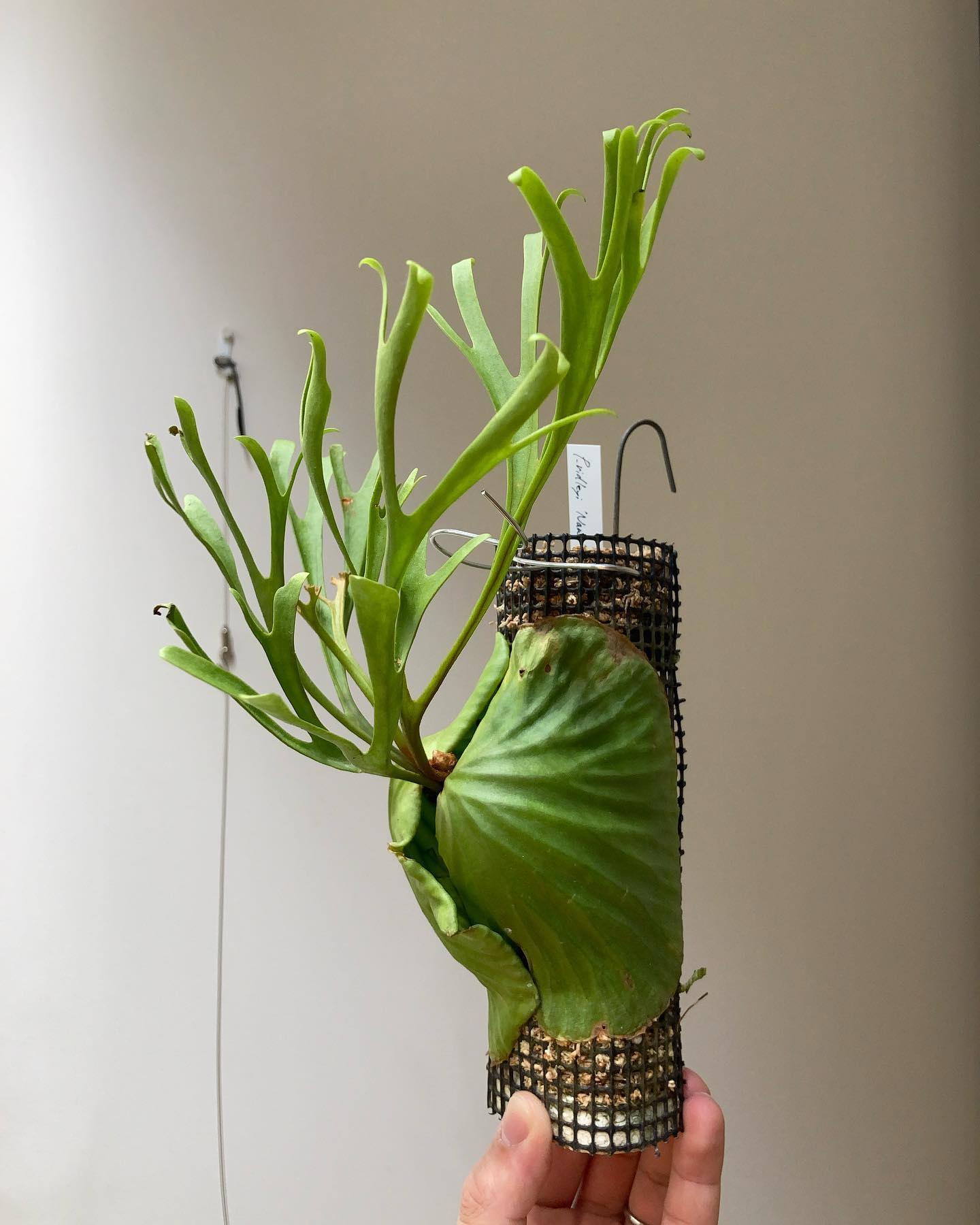 P.ridleyi’Nano’ 今日は0がつく日です。 from @katsu_hibino