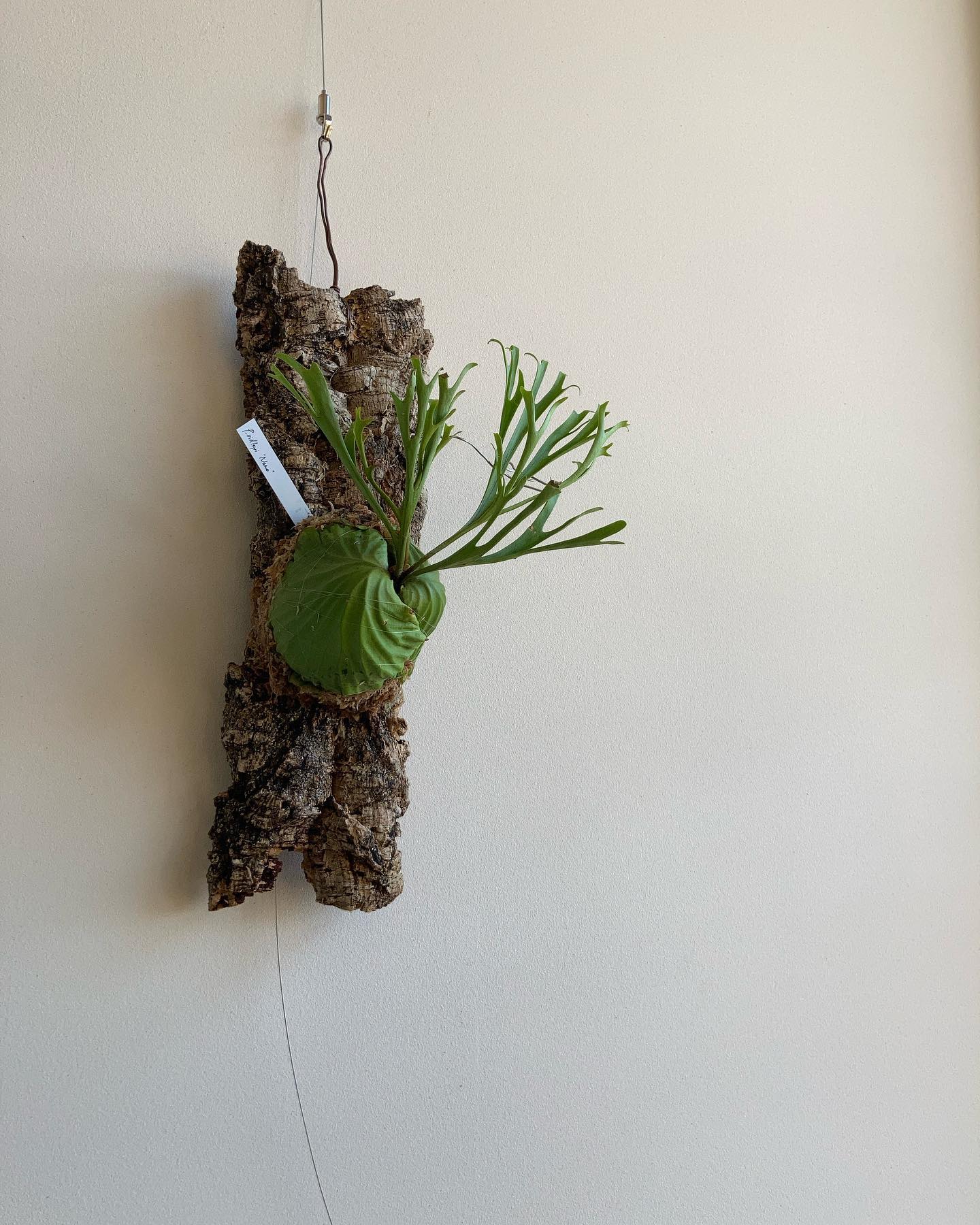 年末最後のリドレイの日に合わせてナノをコルク着けしました。 最近はこの株に心を奪われっぱなしです。 