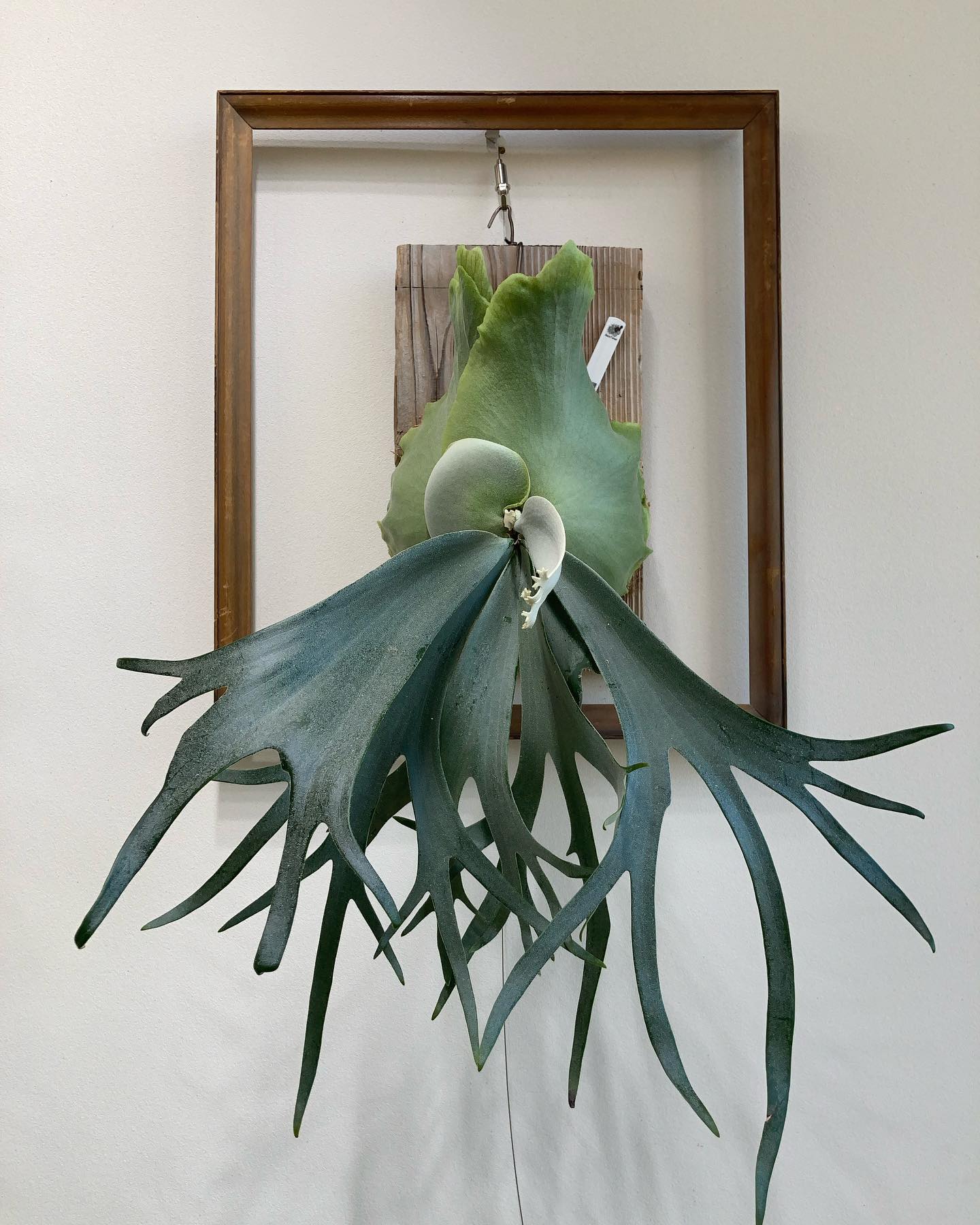 スーダン 二本目以降の胞子葉が多分岐になりそう。