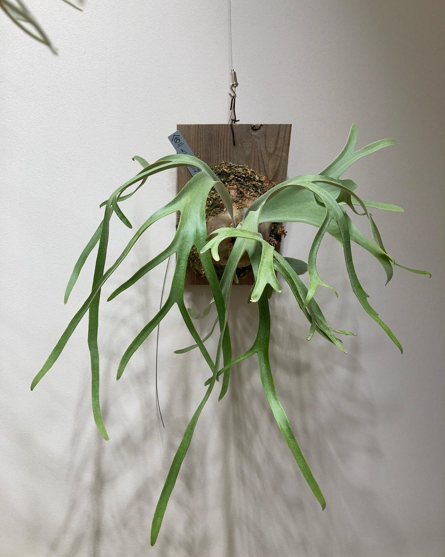 こんなウィリンキーも良いですね。 ついに貯水葉ターン！ from @chan317