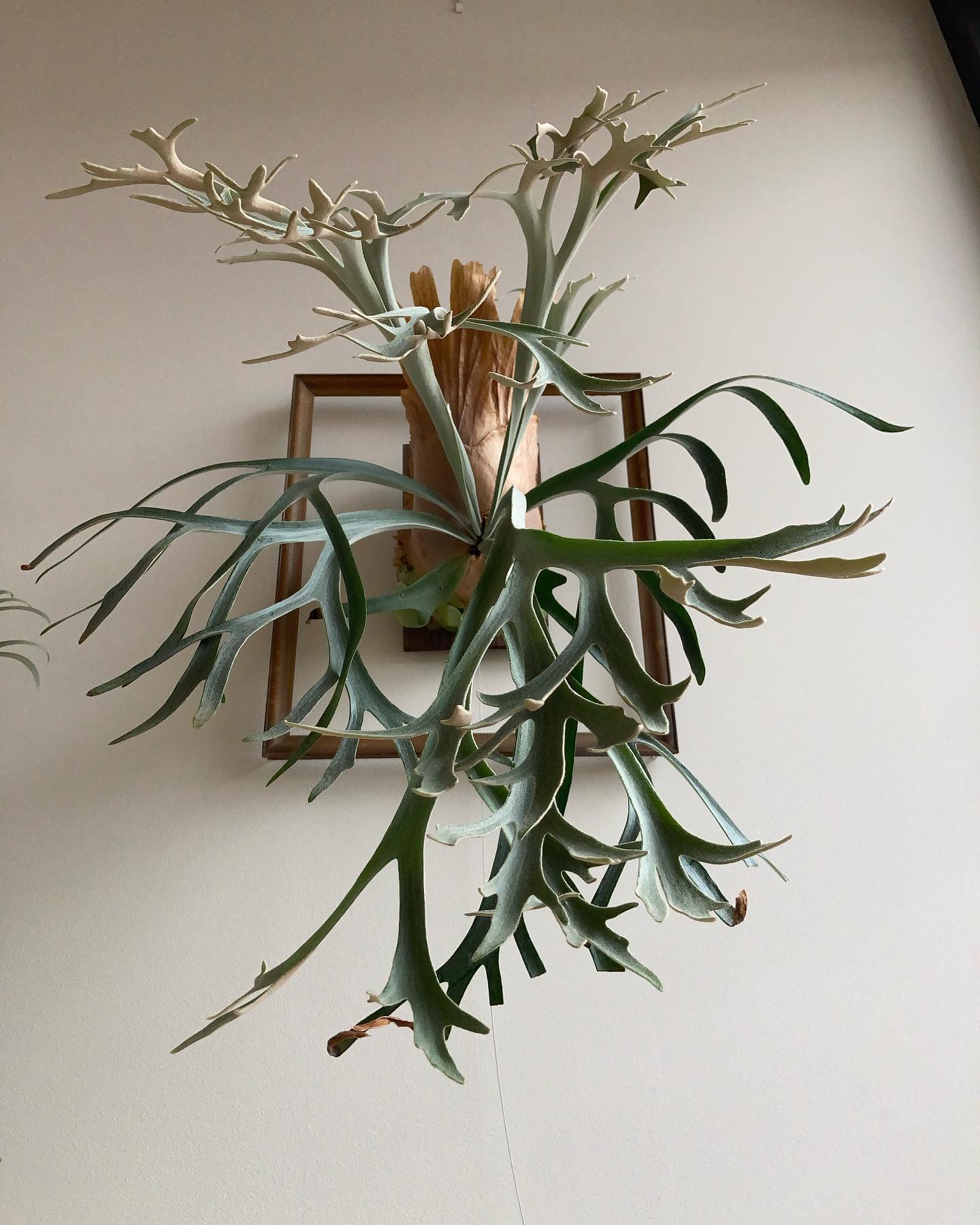 P.willinckii 'moonlight' 月光爪哇ではありません。 胞子がベットリ着いてます