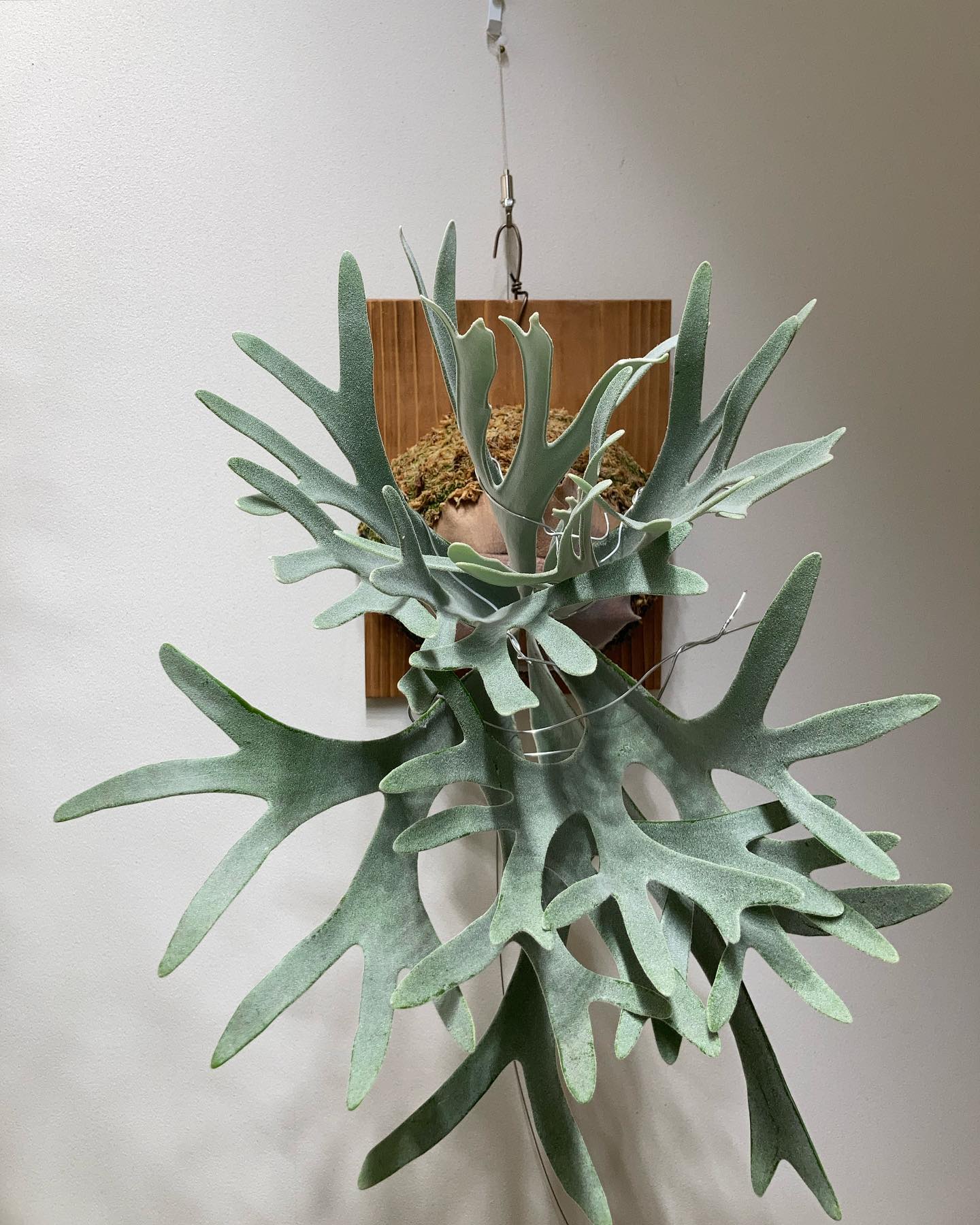 エルサです。 形が気に入らなかったので矯正再開。 光を面で当てているつもりですが、胞子葉が末広がりに