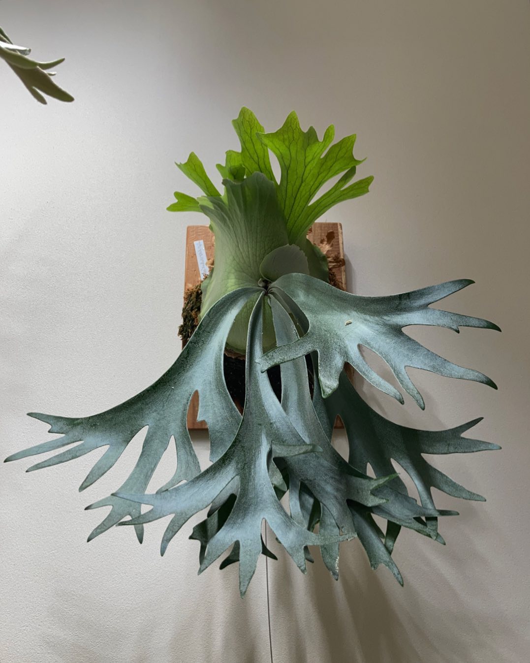 スコフィールドタツタのスポア 次の胞子葉が楽しみ。 スポアの醍醐味です。