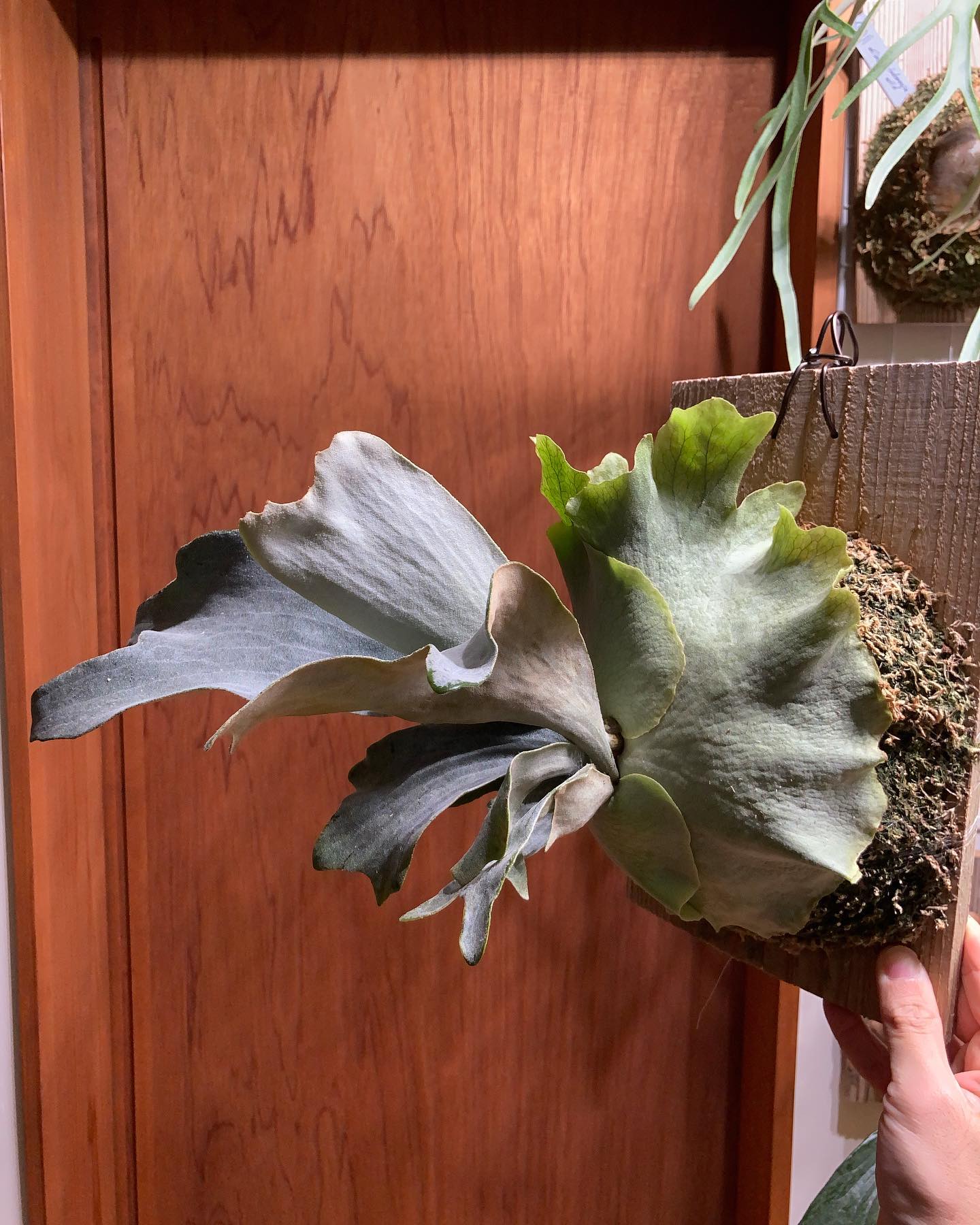 これも成長楽しみです。 唯一無二感がすんばらしい。 from @acupom219