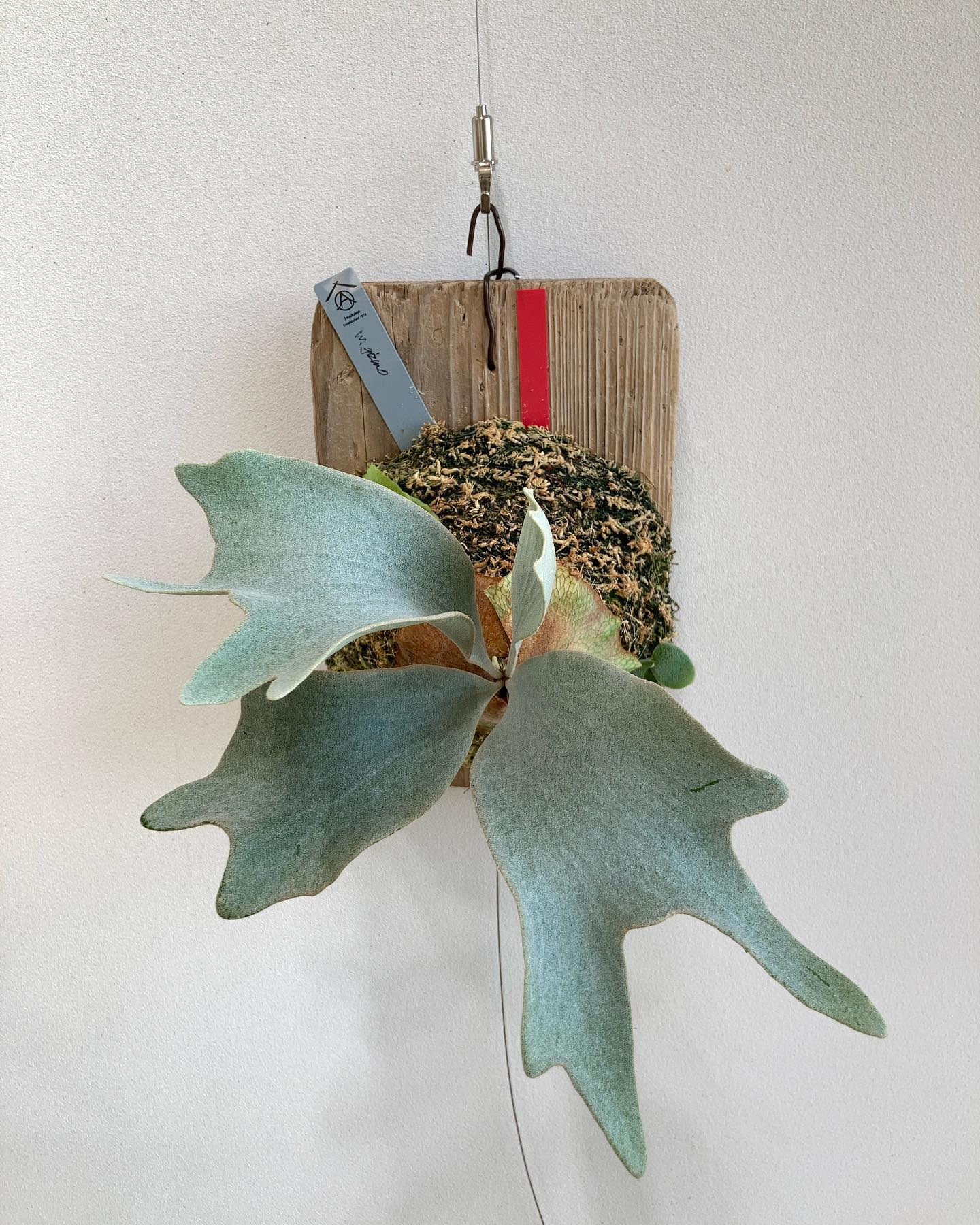 綺麗なビカクになりそうです。 光強くても前ならえしない。光耐性強め？