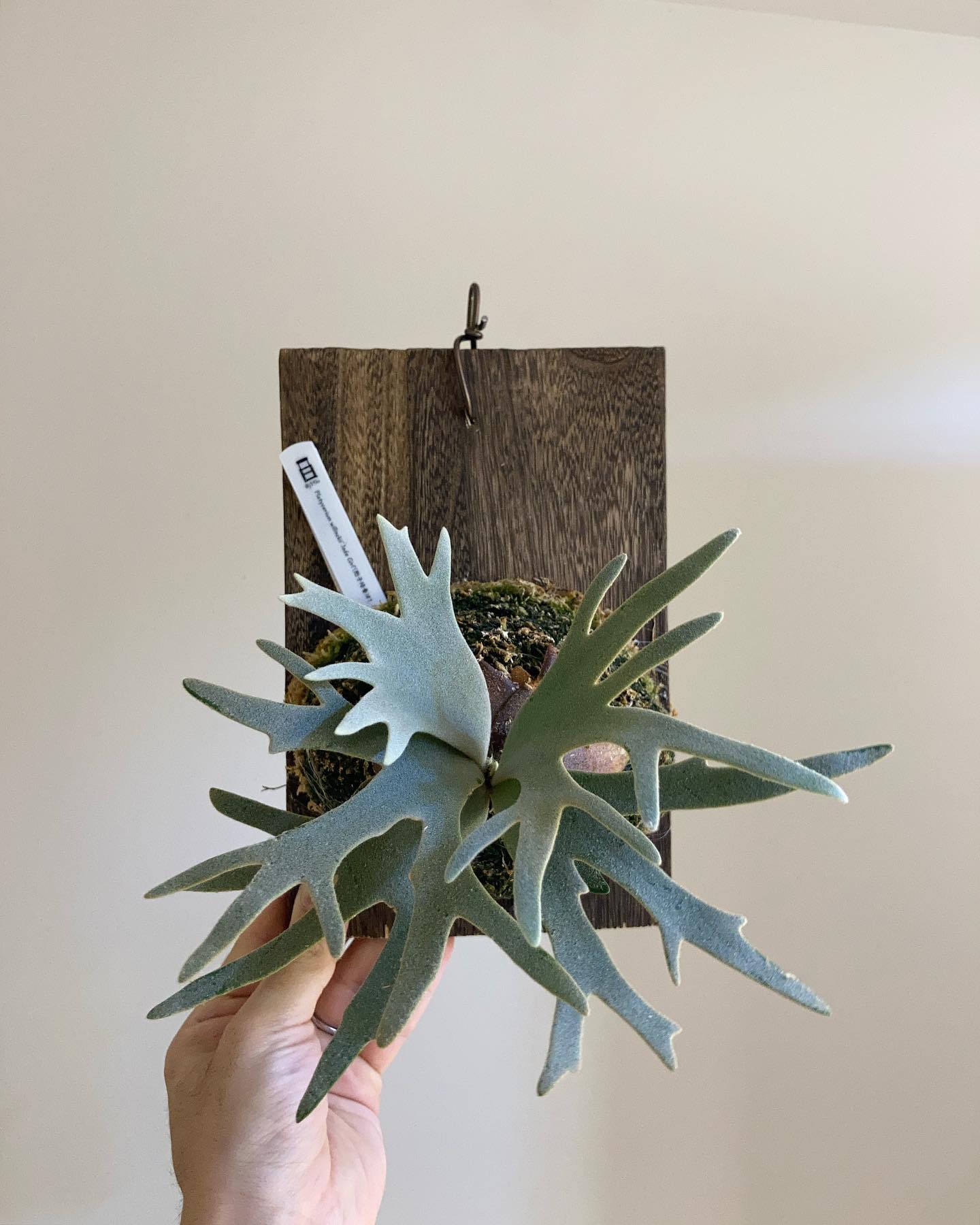 ジェイド姫です。 なかなかお綺麗になってまいりました。 一昨年の9月(二枚目)から育てている箱入り娘