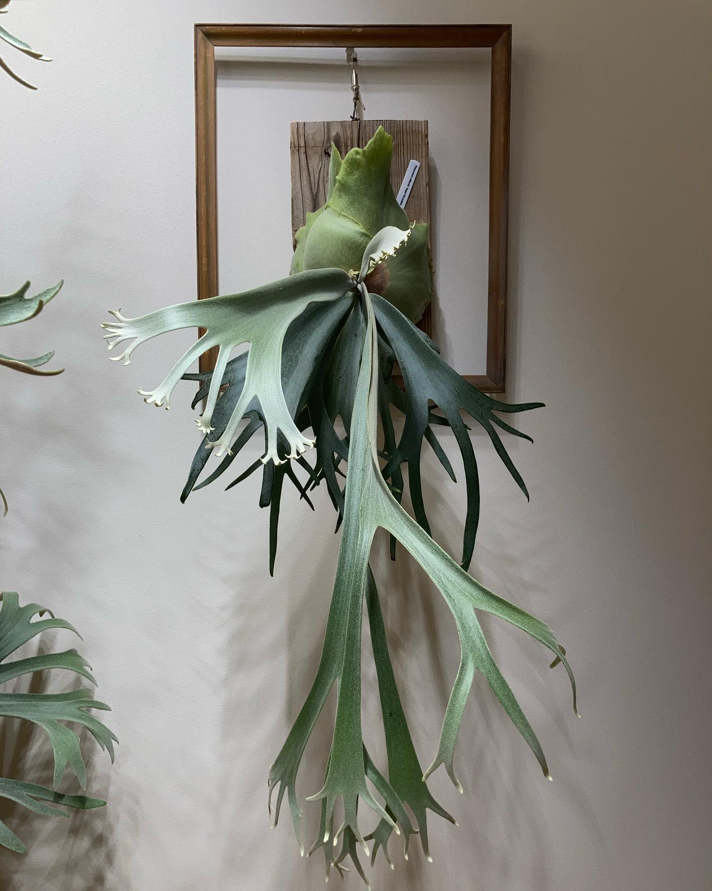 ボゴールスーダン やはり多分岐