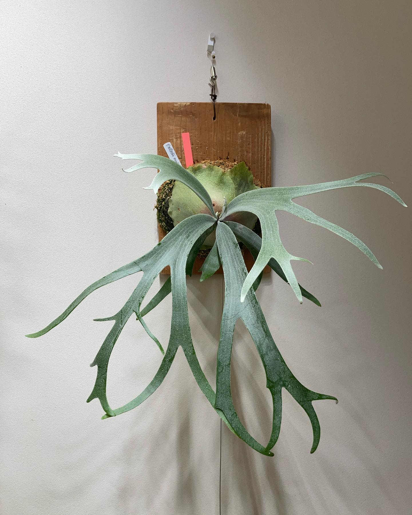 カールするのほうのP.willinckii 'moonlight' 今の時点でもなかなか好みの葉性で