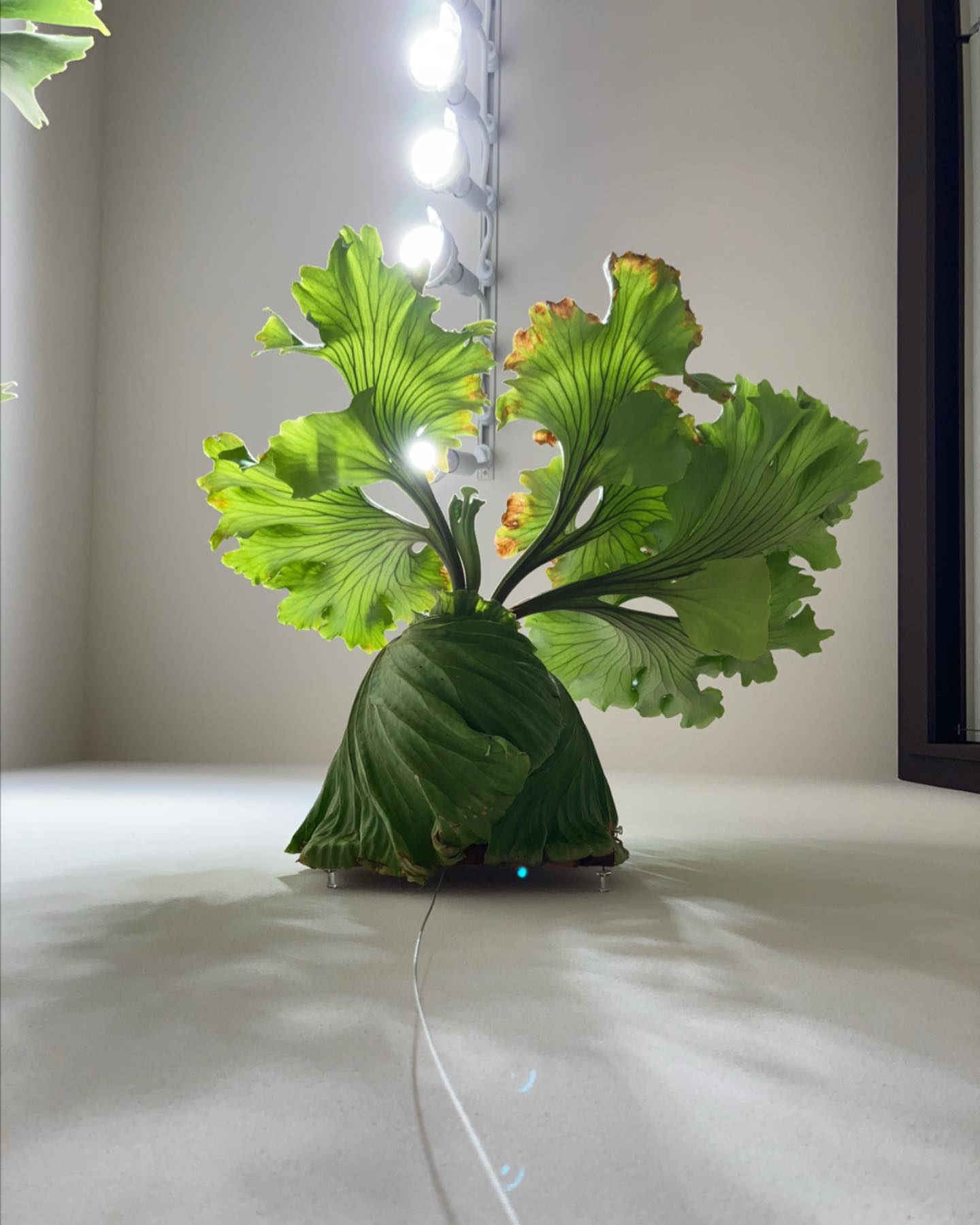 極細もいいが極広もいい