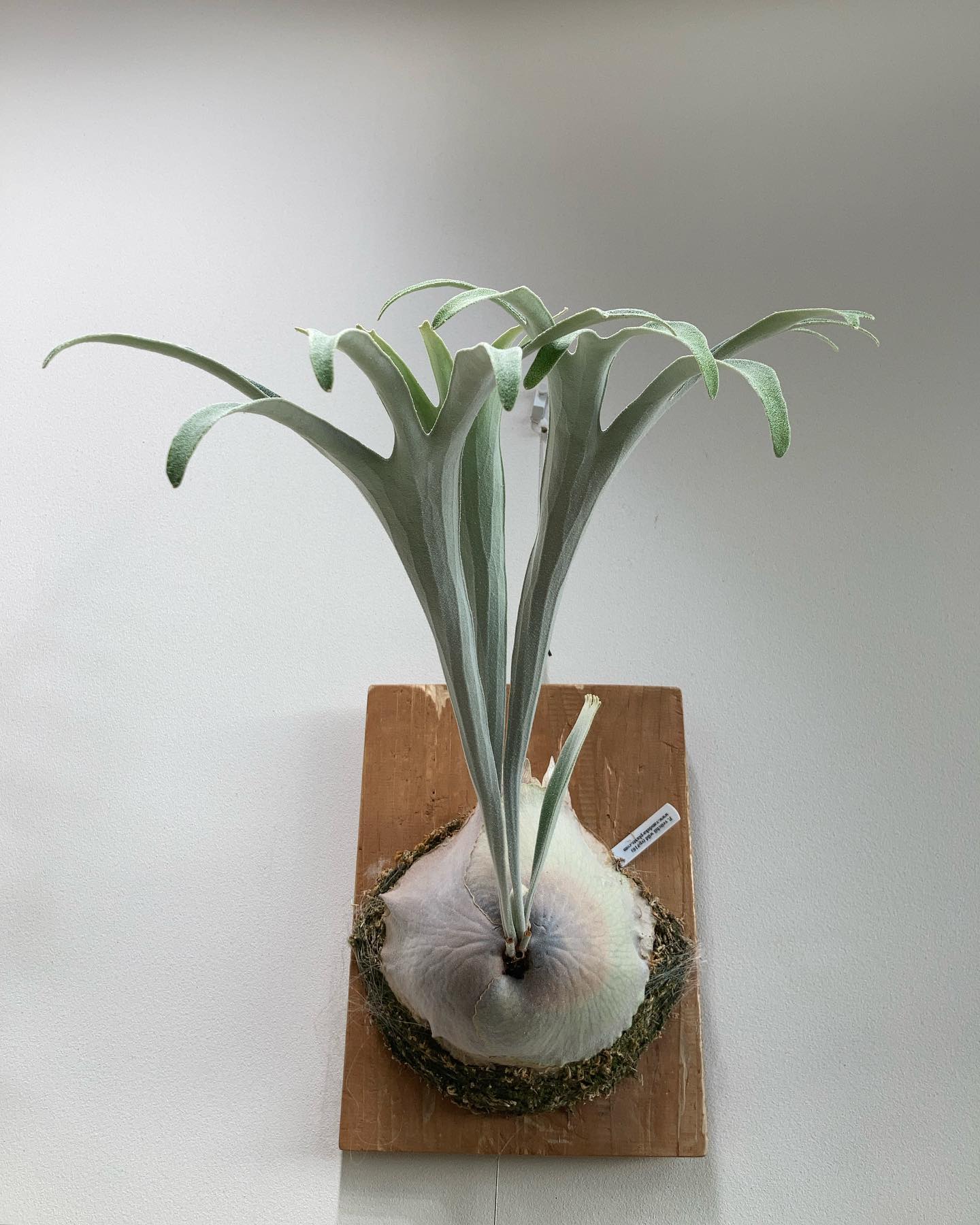 ベイチーワイルドvp16 胞子葉もそれっぽくなってきた！ あとは尖るだけ！