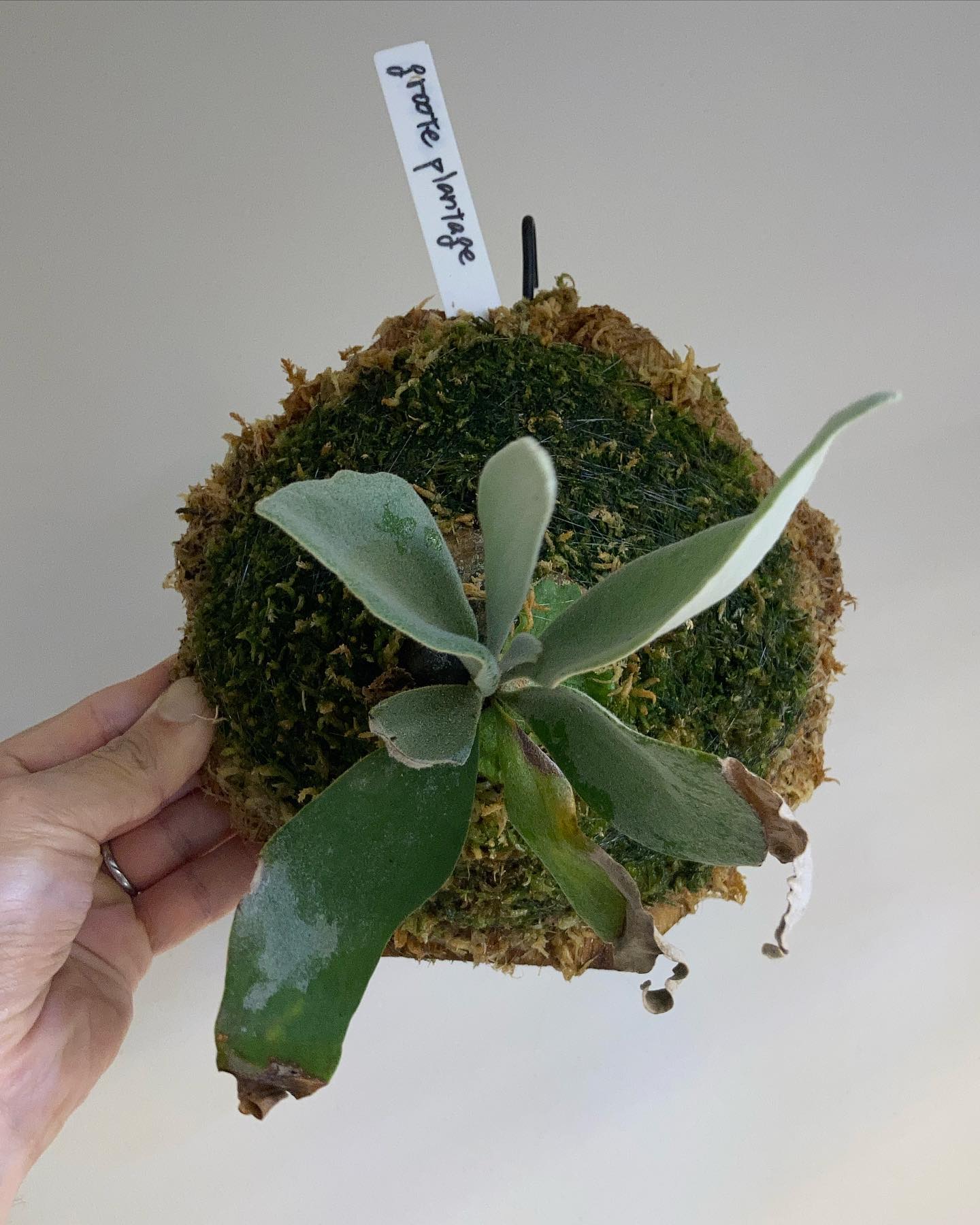 P.gqgq 根が到達したため苔増し記念。 1枚目2023.1.28 2枚目2022.12.7 今の