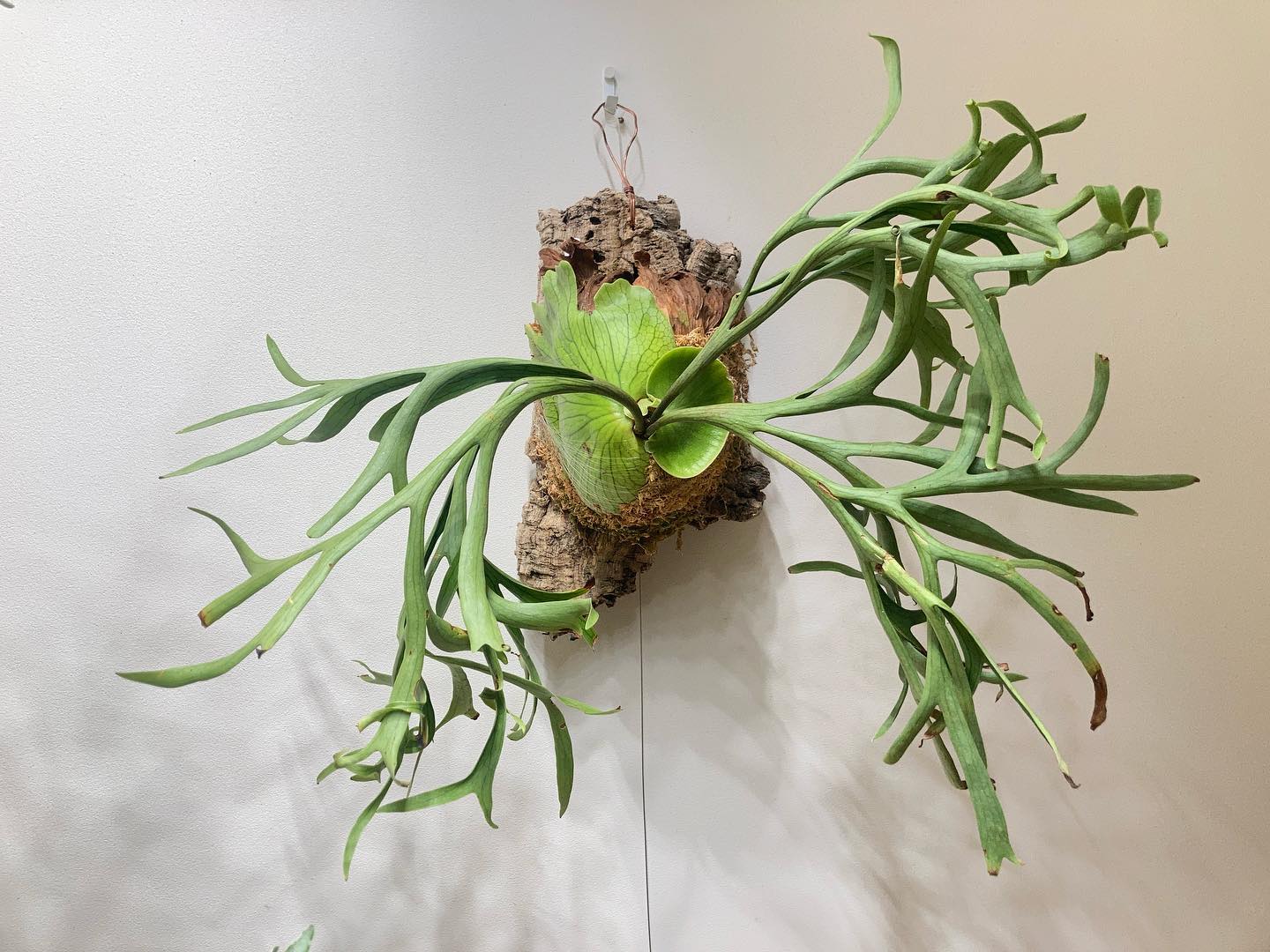 コロナリウムWaiWaiです 貯水葉が徐々に展開しつつあります。 コロナリウムもかなり個体差あります