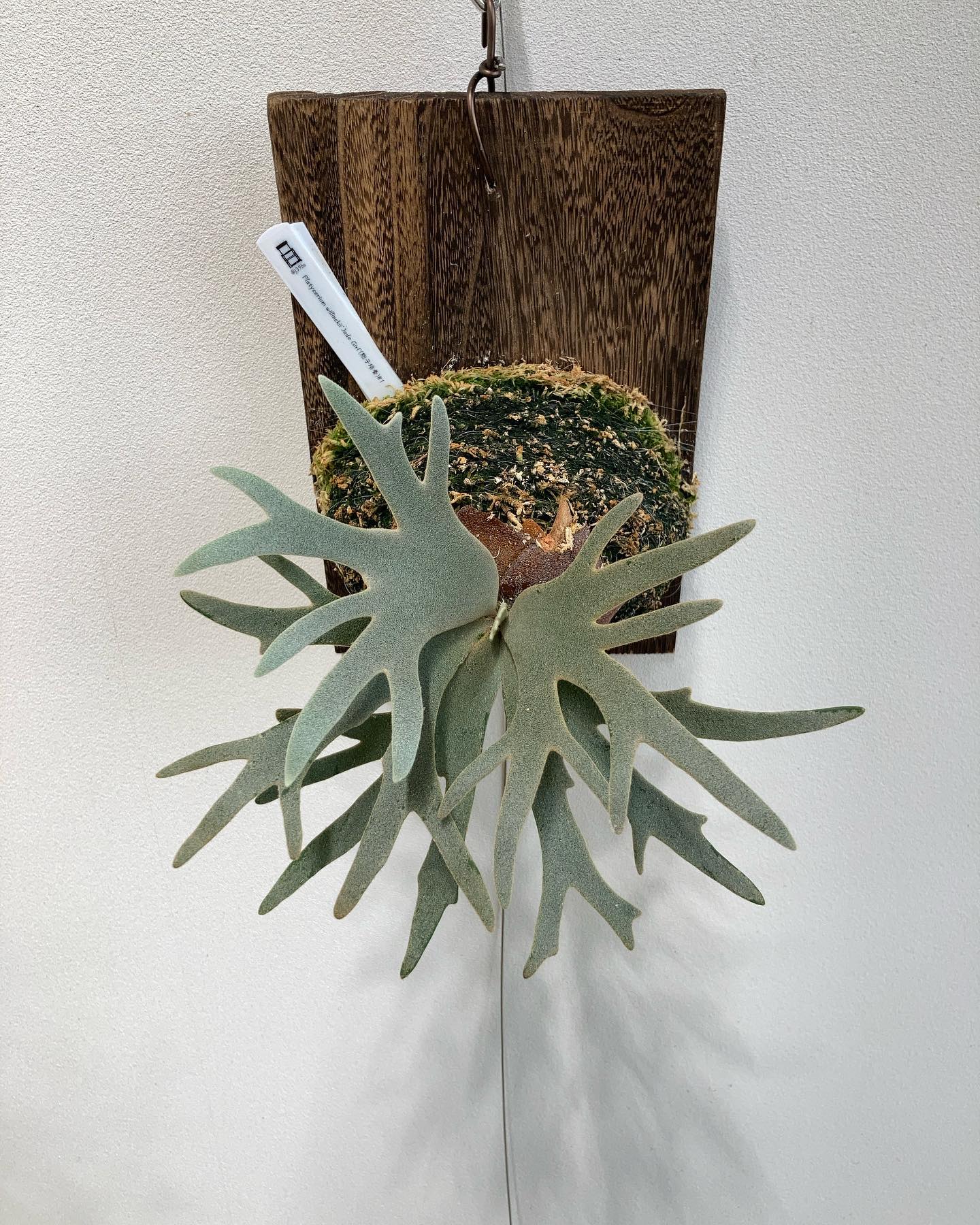 ジェイド姫です。 この個体はかなり気に入ってます。 今の方向性で成長して欲しいです