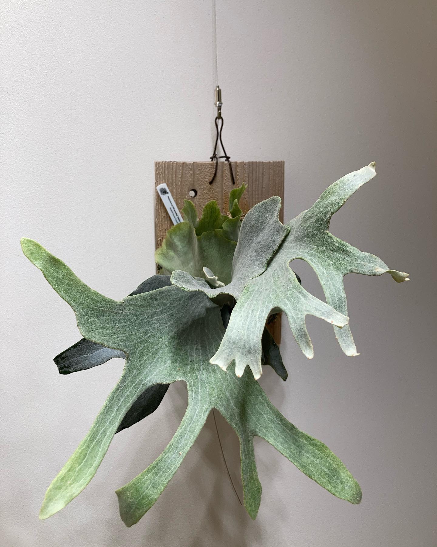 これはちょっと堪らない。。 from @acupom219 さん