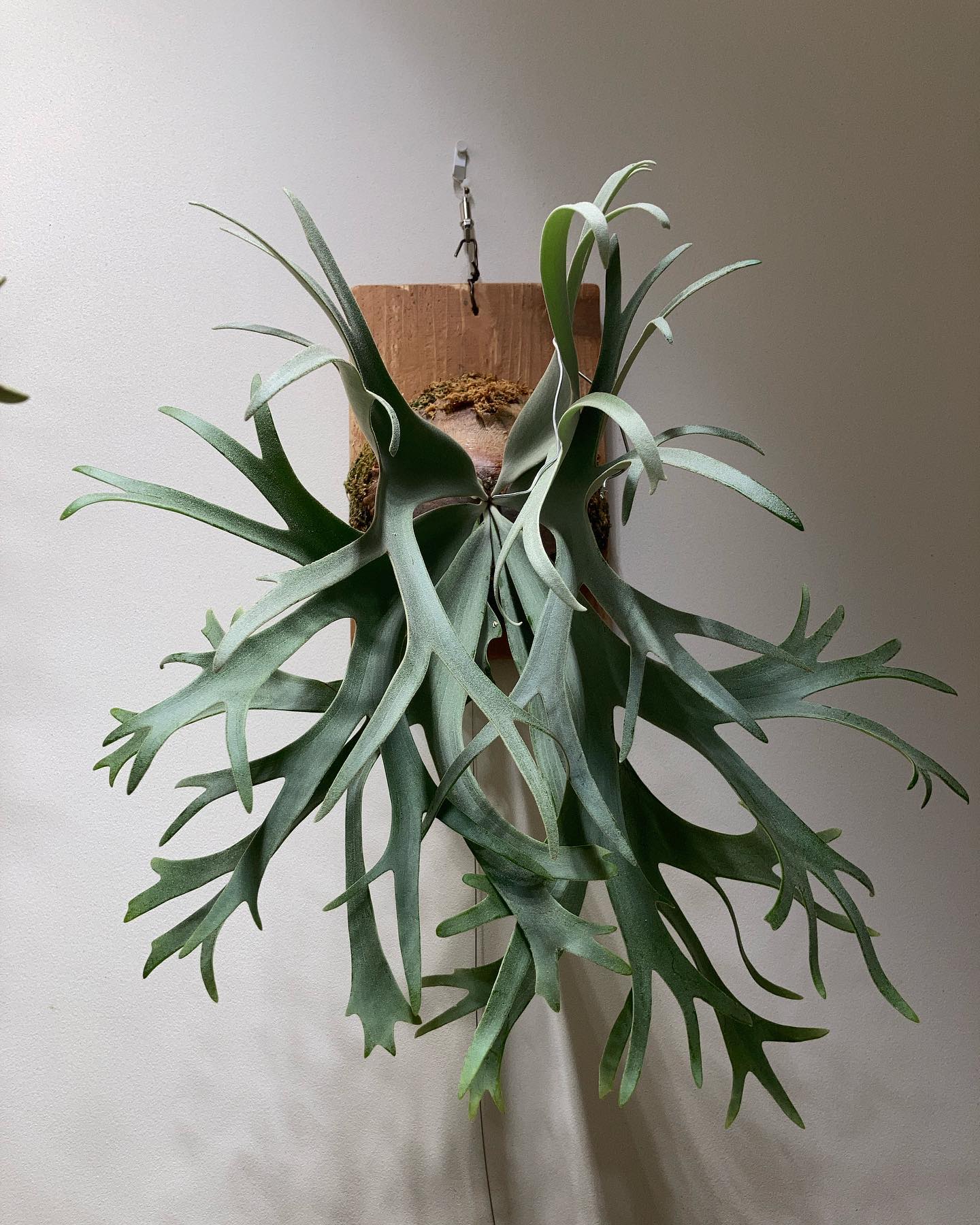 P. willinckii ’smurf’ @zutto_kin さん明日9時にお迎えにあがります。