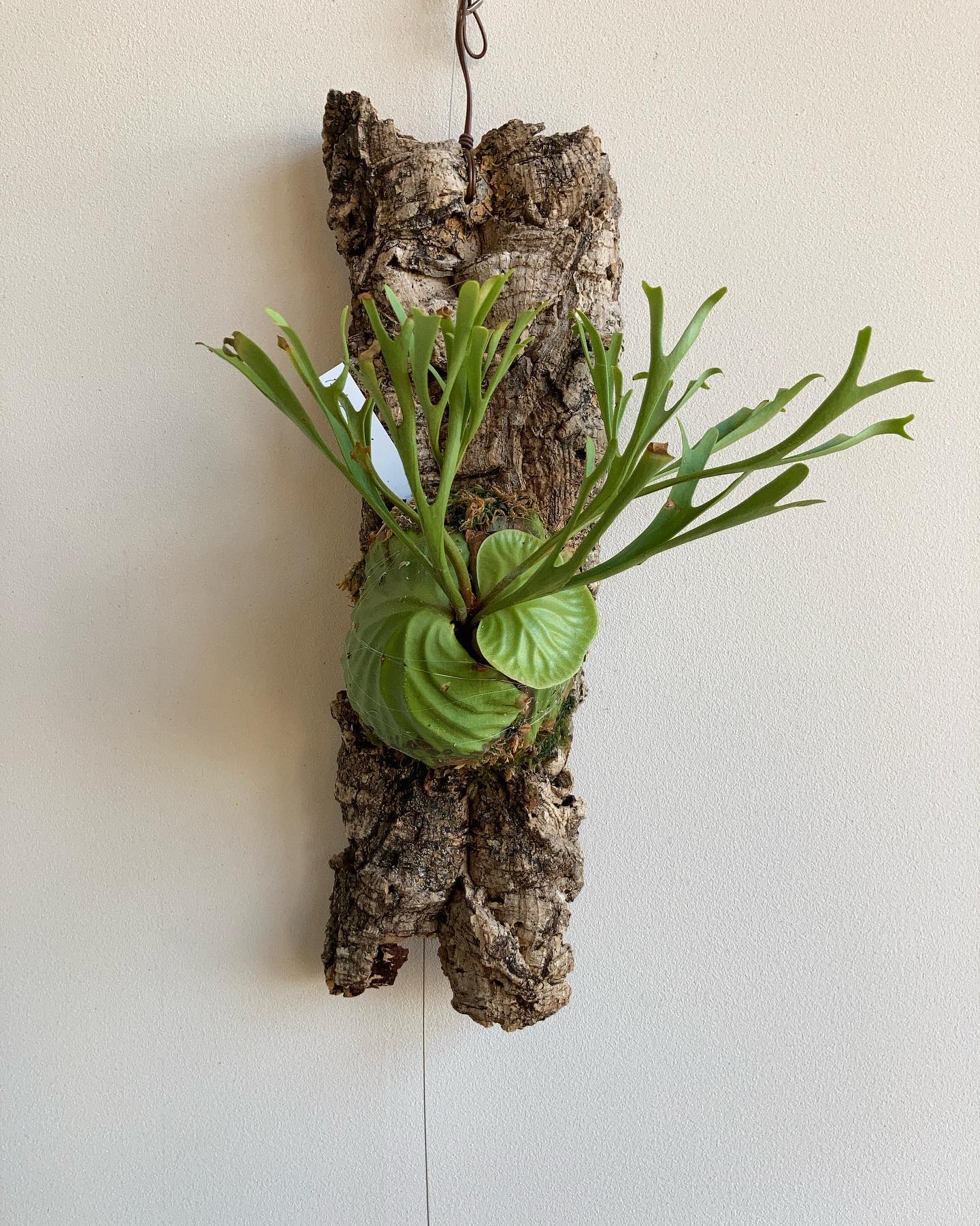 Platycerium Ridleyi Nano 貯水葉がなんとも可愛らしい 上部の水苔が乾いた段階