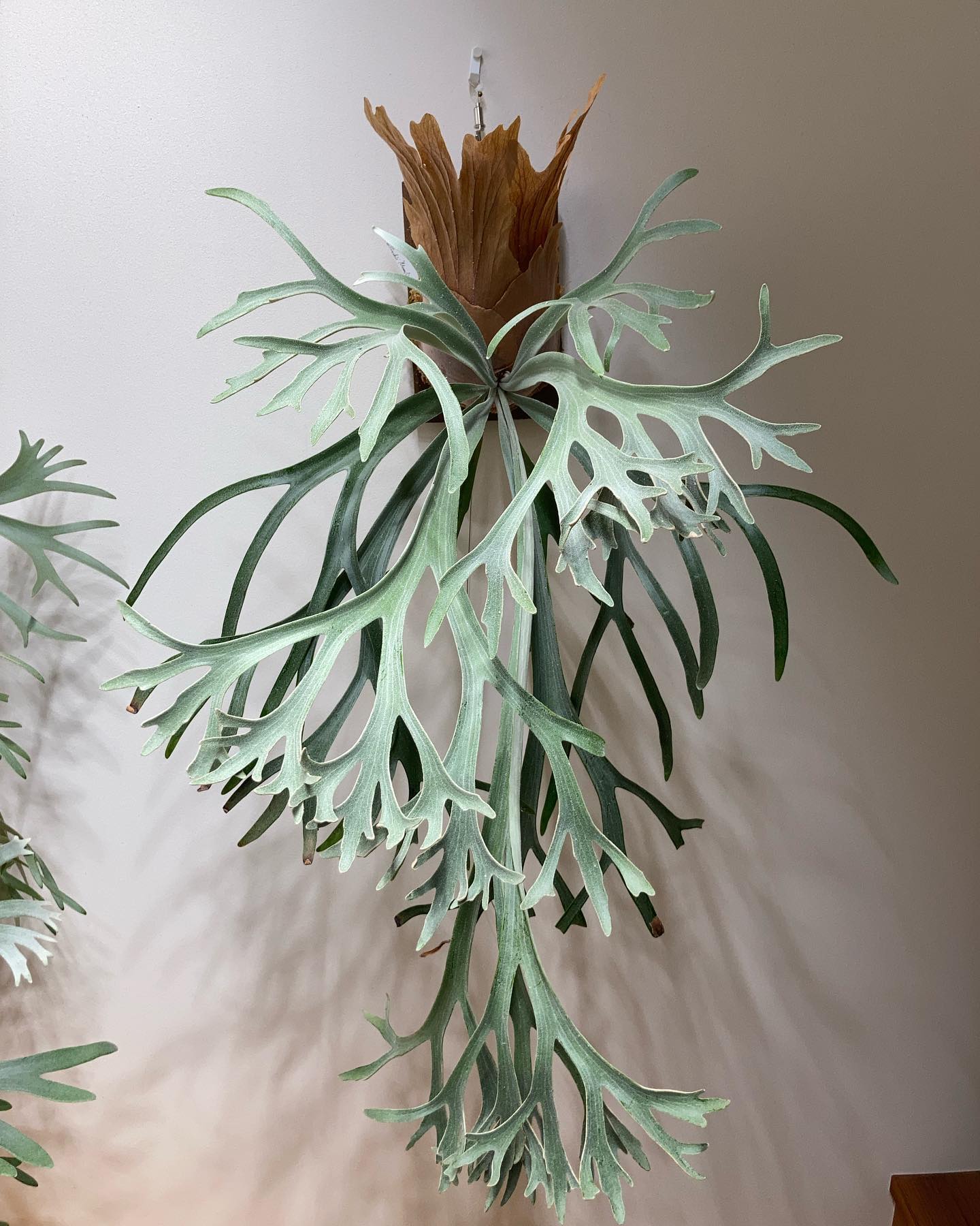 P.willinckii moonlight 一応こちらのMoonlightも胞子葉先端が若干ですが