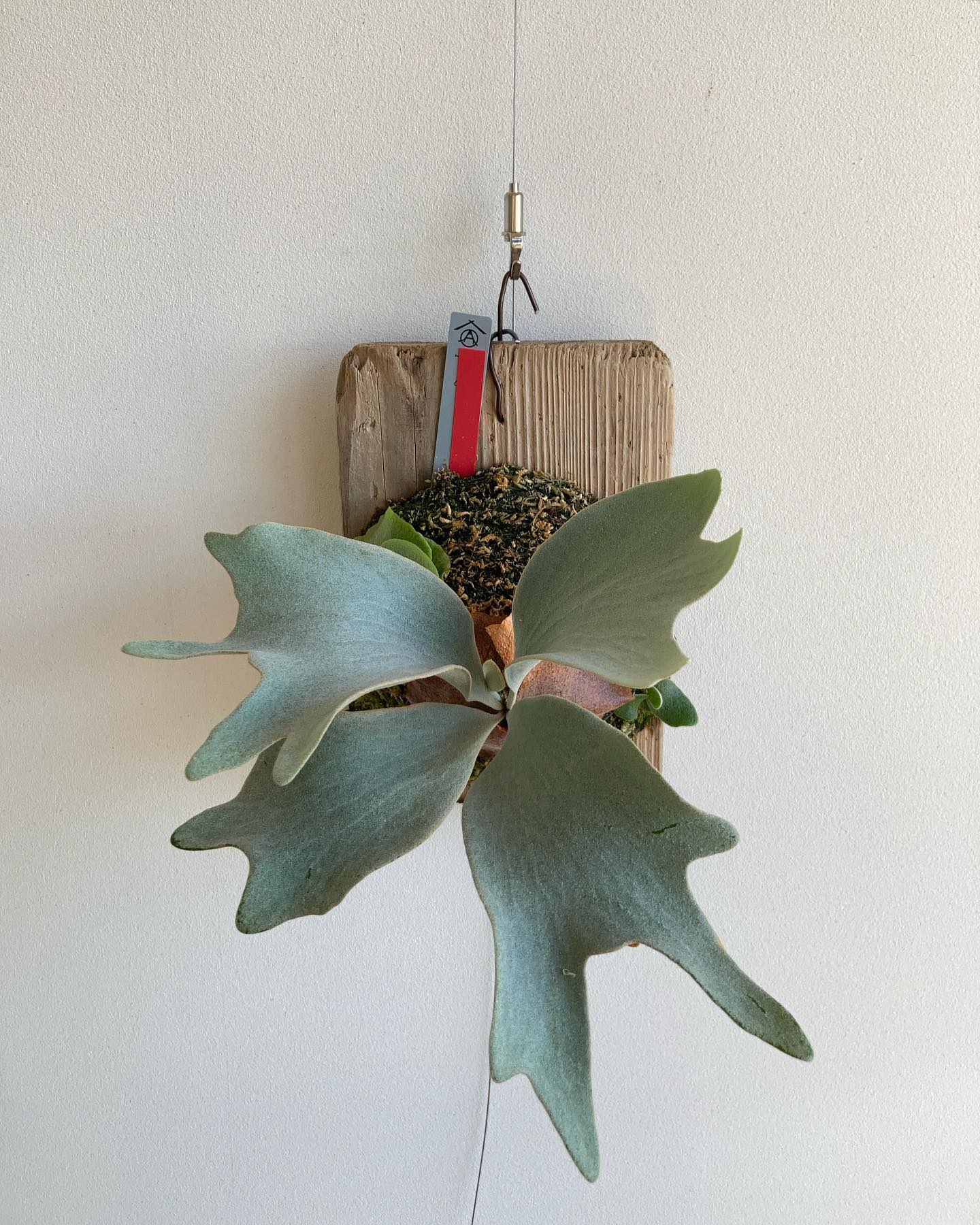 WG 名前がいいですね。 ガンダムのような、ACのような