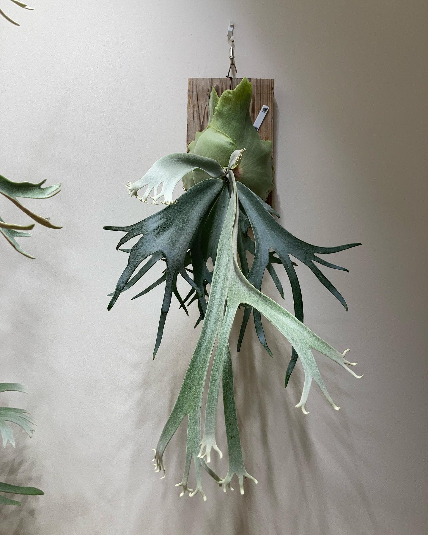 スーダン 去年の3月にお迎えした株(二枚目)。 やはりよく養生された株は成長スピードが全然違う fr