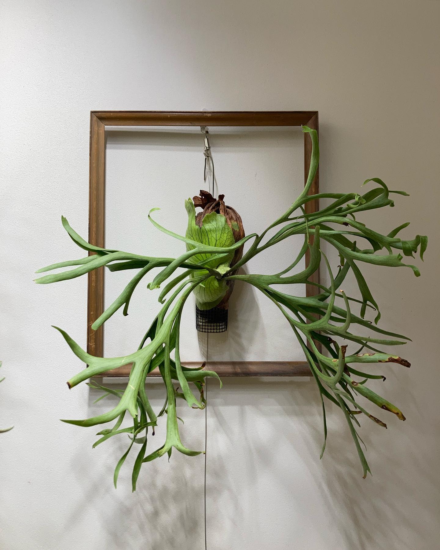 コロナリウムWaiWaiです。 本日 @zutto_kin さんと訪問した @vandaka_pla