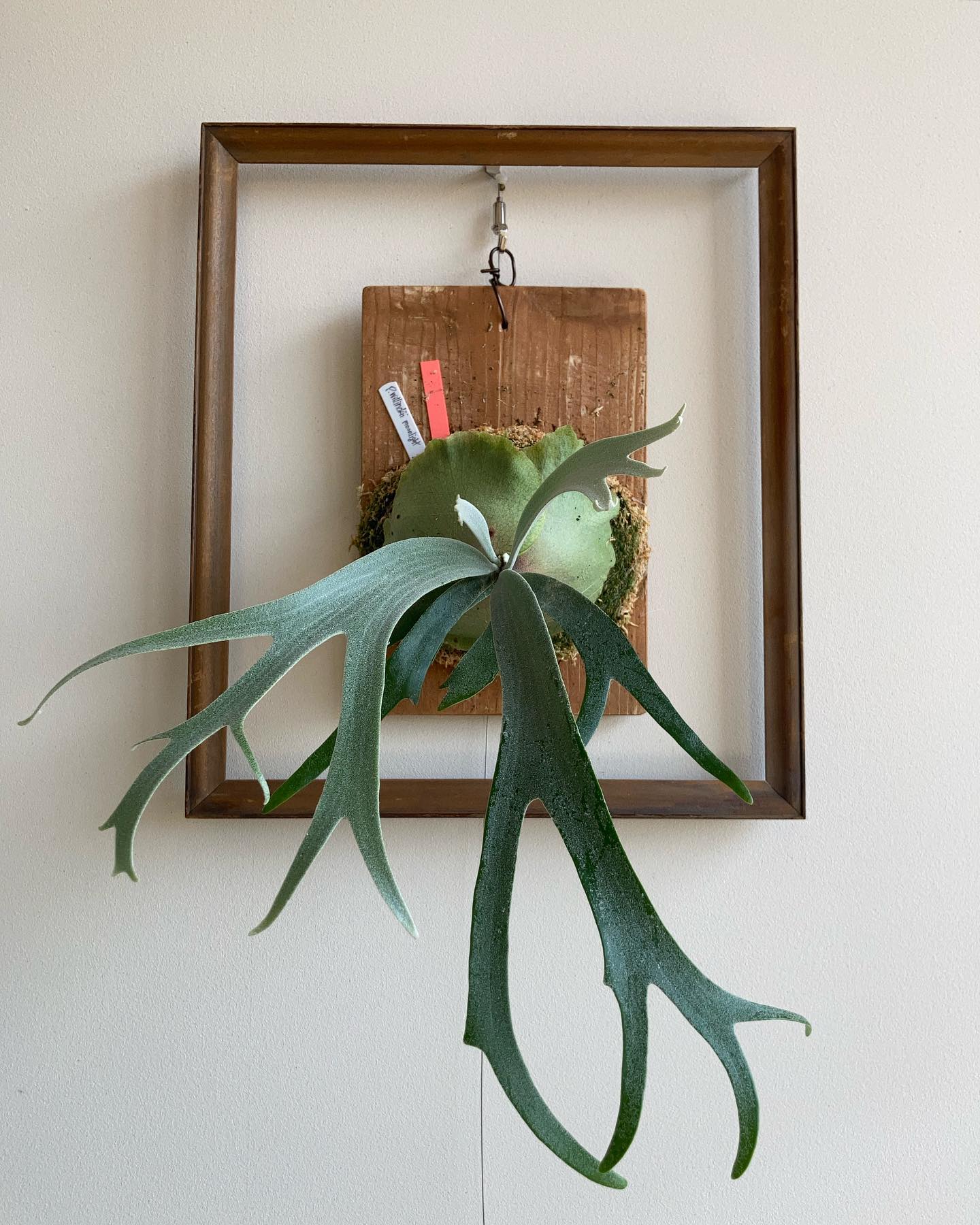 P.willinckii 'moonlight' ちょっとカッコよくなってきた。