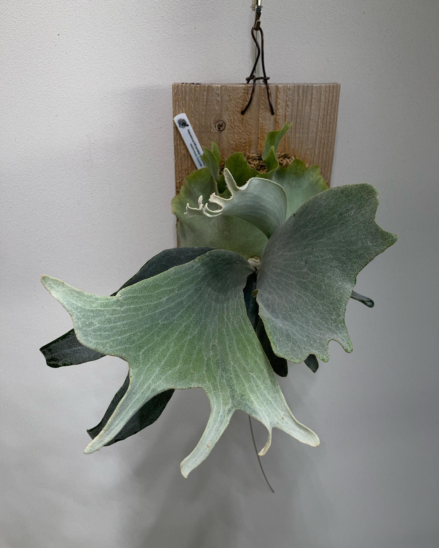 胞子葉にコスモを感じます。 from @acupom219