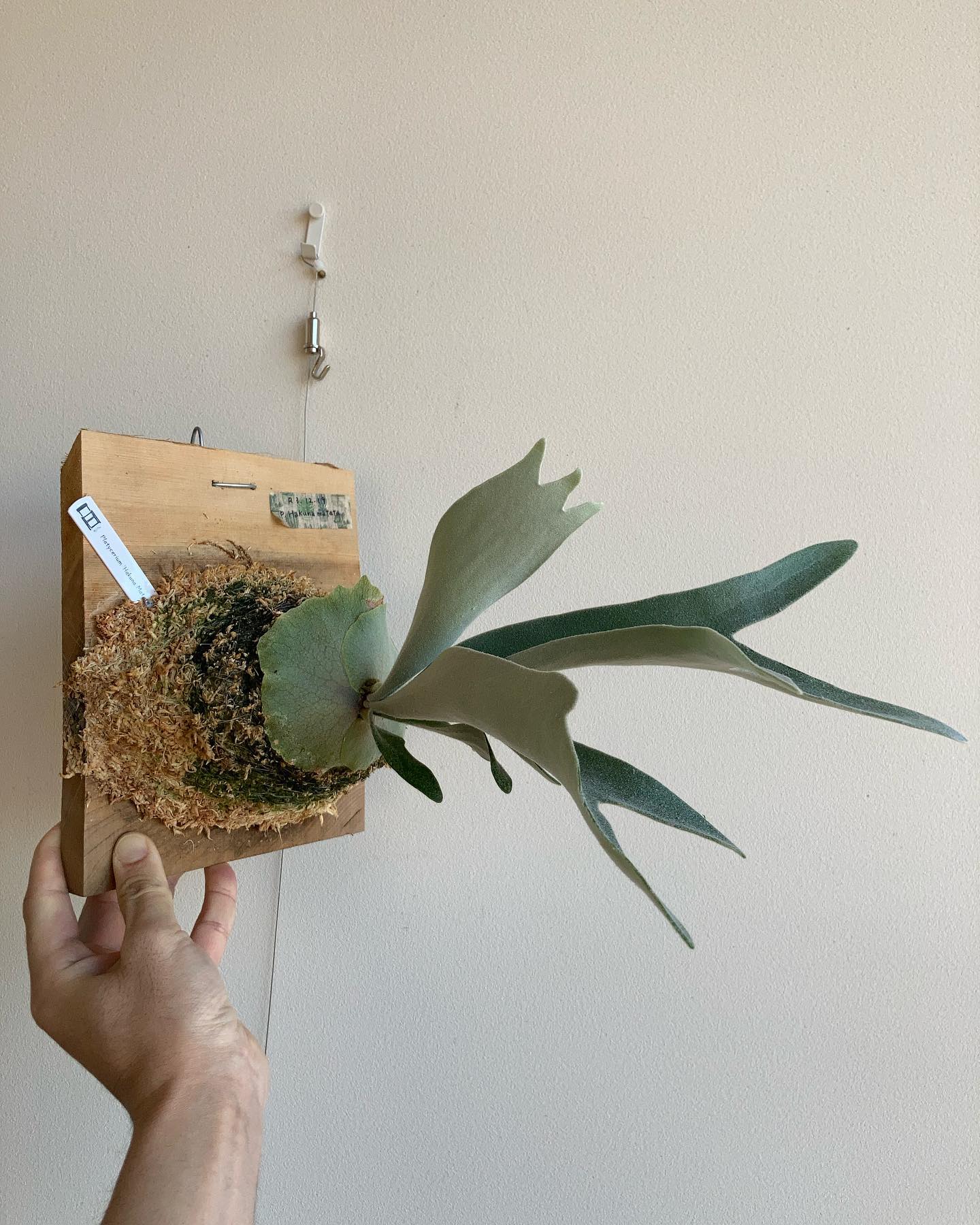 ハクナマタタ 一枚目2023.1.26 二枚目2022.11.14 やはり成長点が太っていると成長が