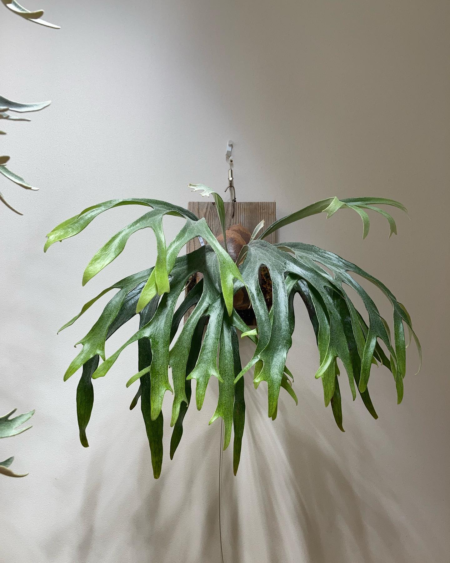 よいルイスです。